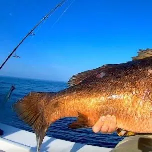 The most recent Hogfish catches on Fishbrain