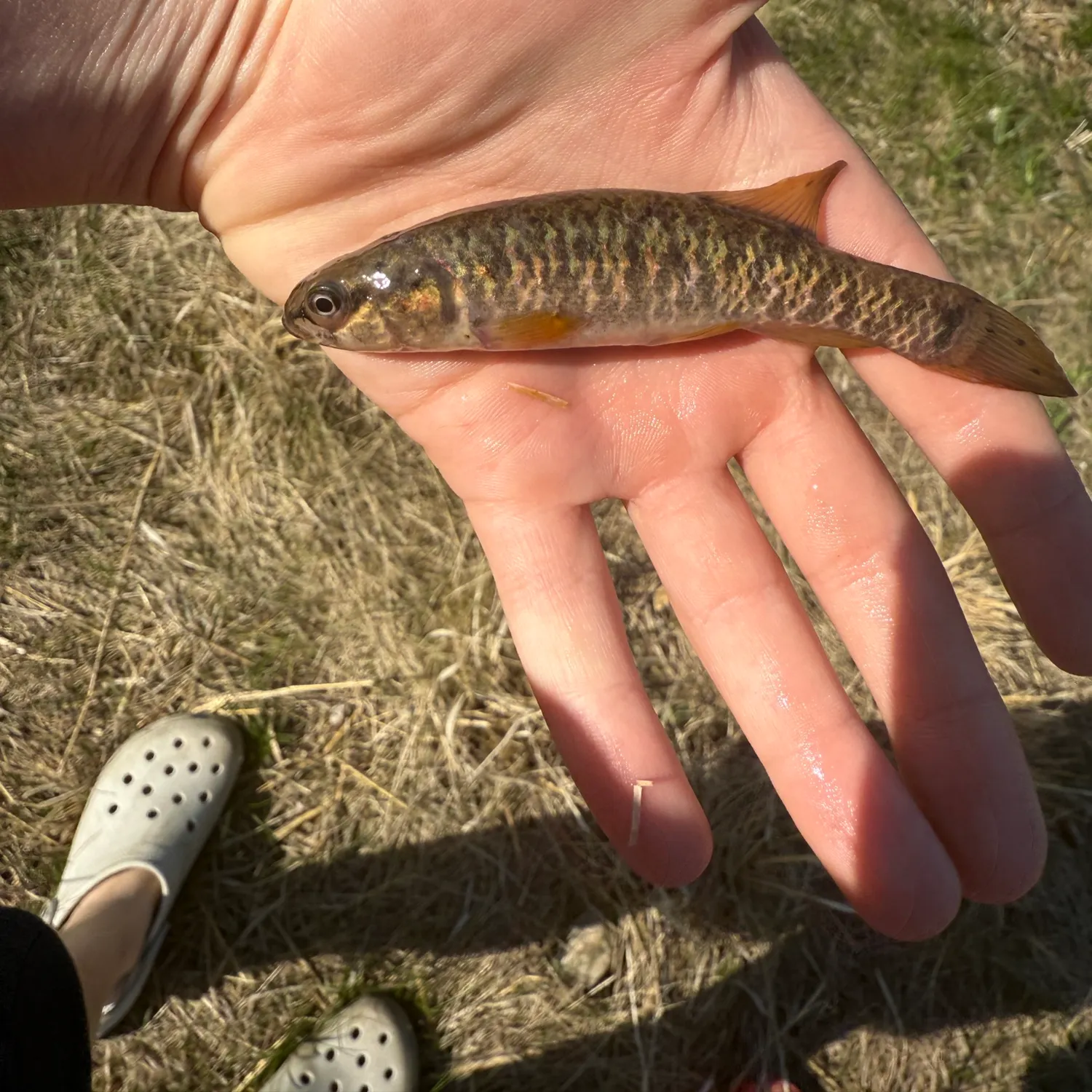 most liked catch image