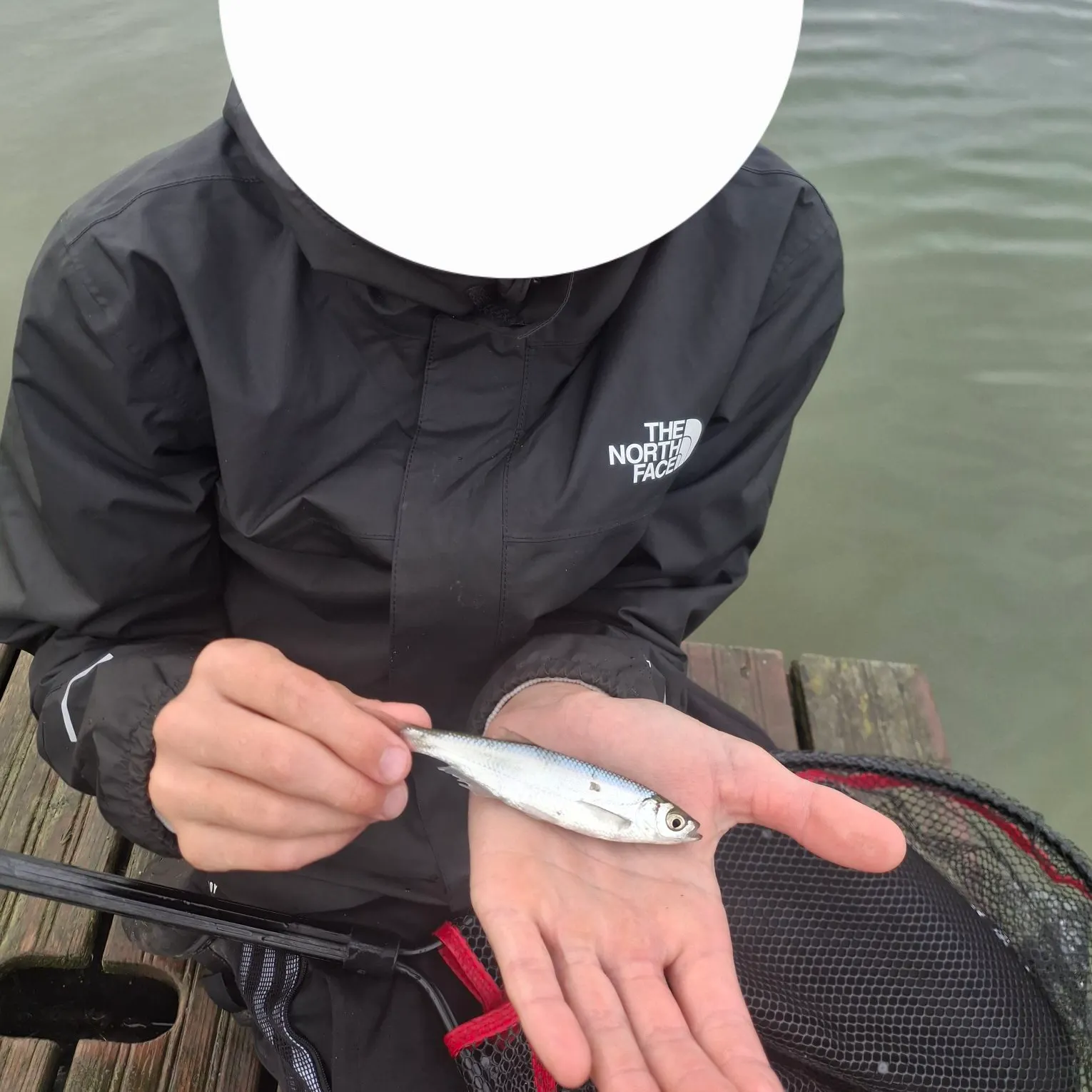The most recent Atlantic herring catches on Fishbrain