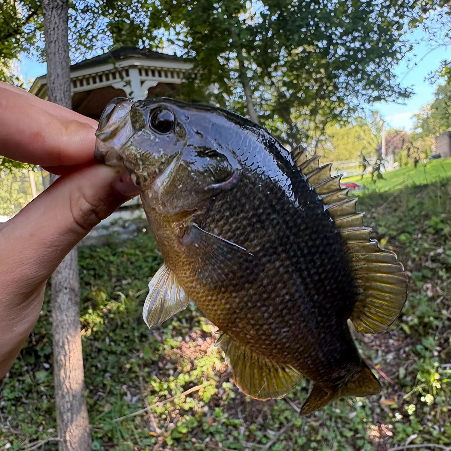 Green sunfish caught on Fishbrain