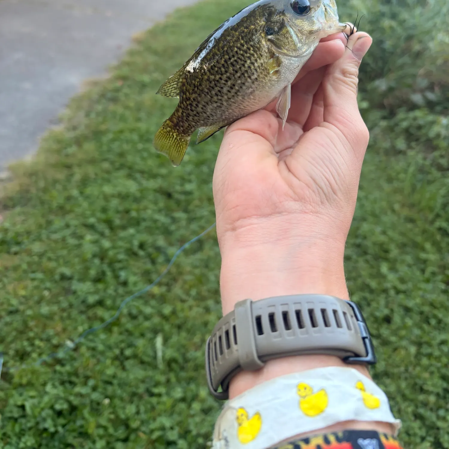 Rock bass caught on Fishbrain