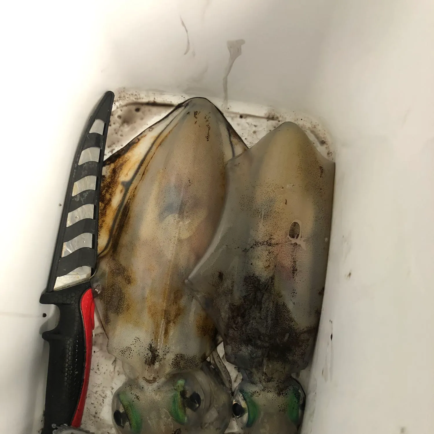 Southern calamari caught on Fishbrain