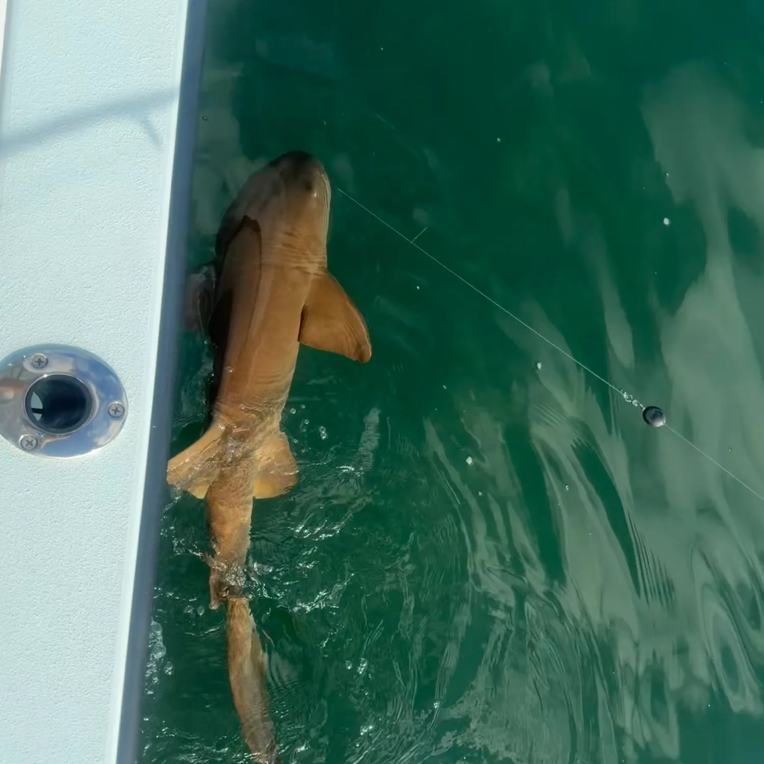 The most recent Nurse shark catches on Fishbrain