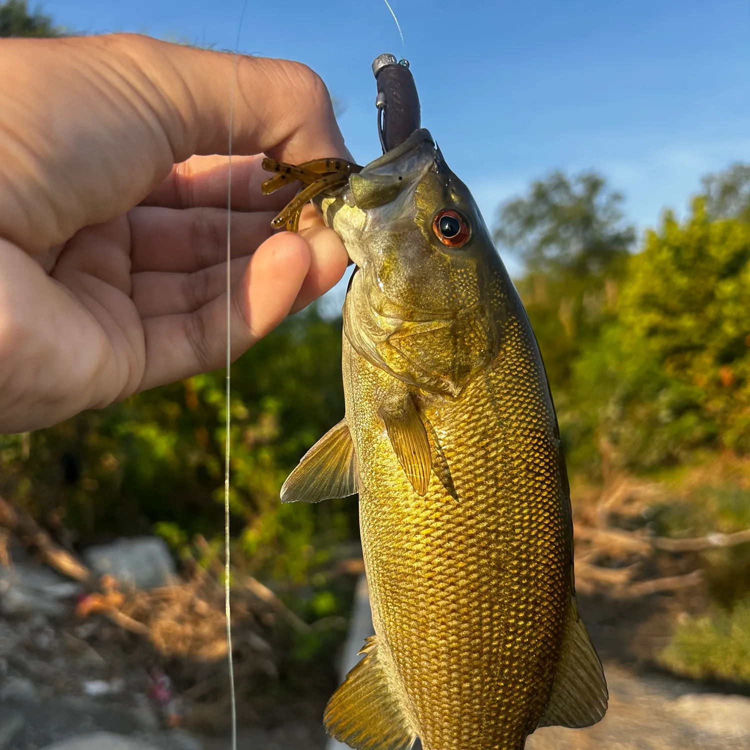 Smallmouth bass caught on Fishbrain