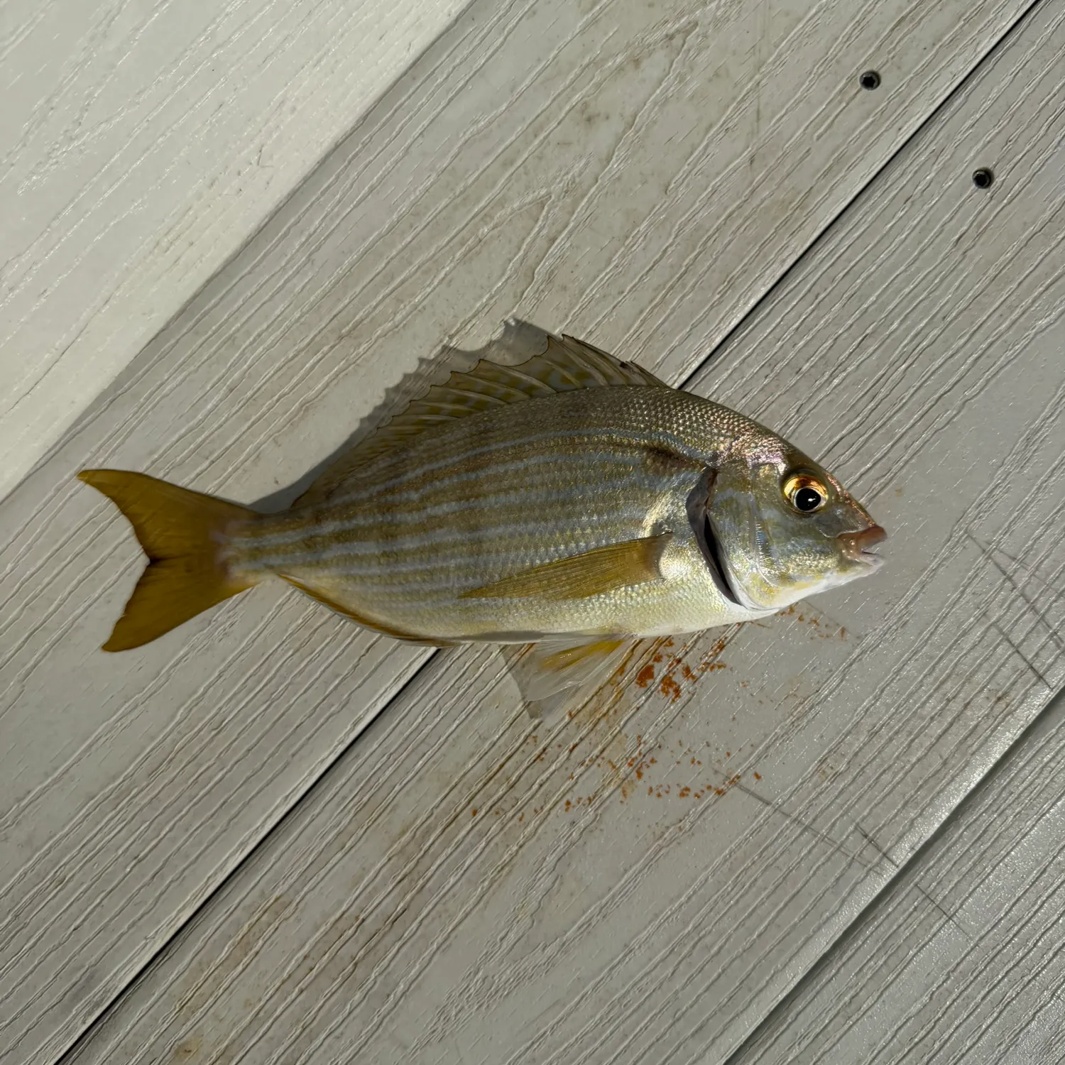 Pinfish caught on Fishbrain