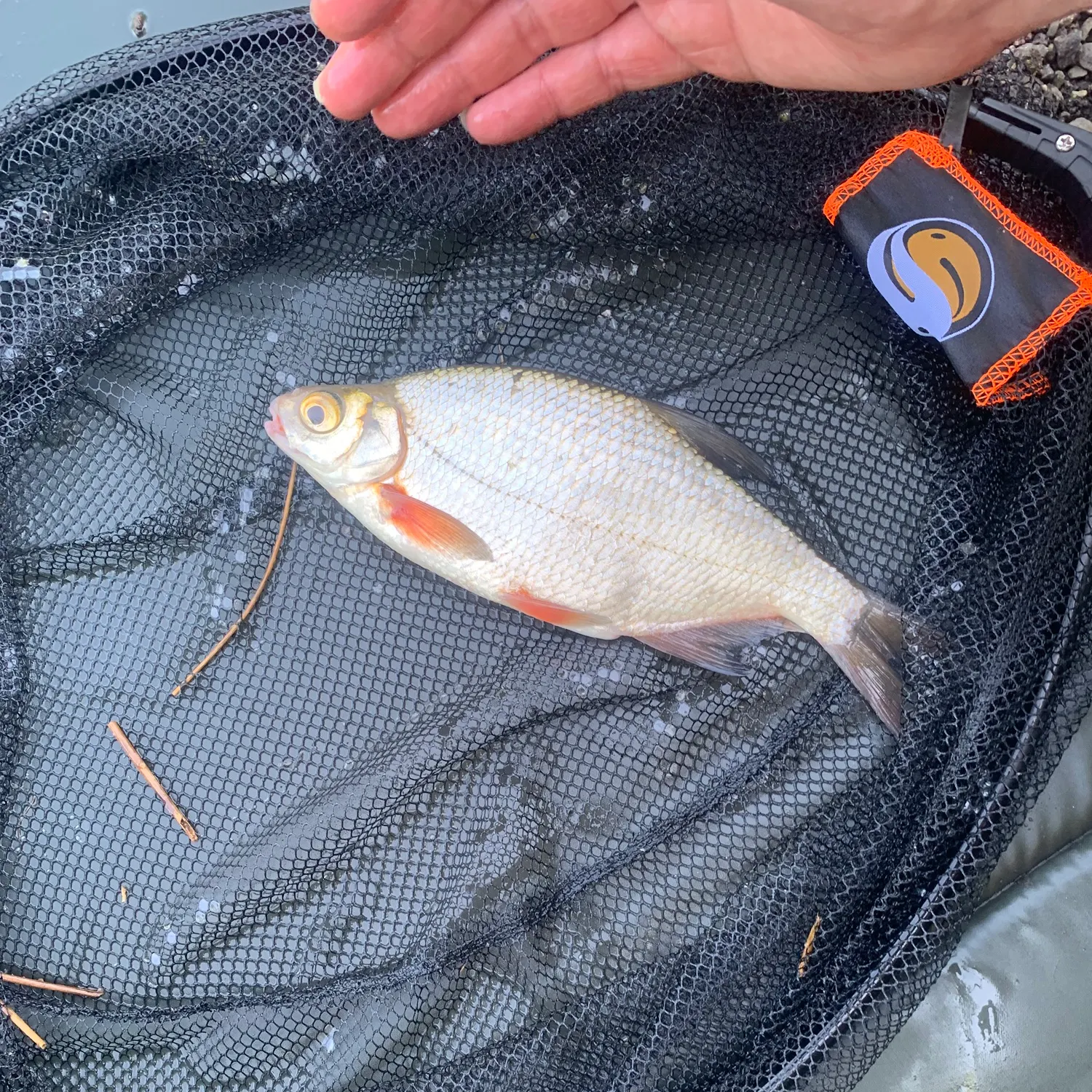 The most recent White bream catches on Fishbrain