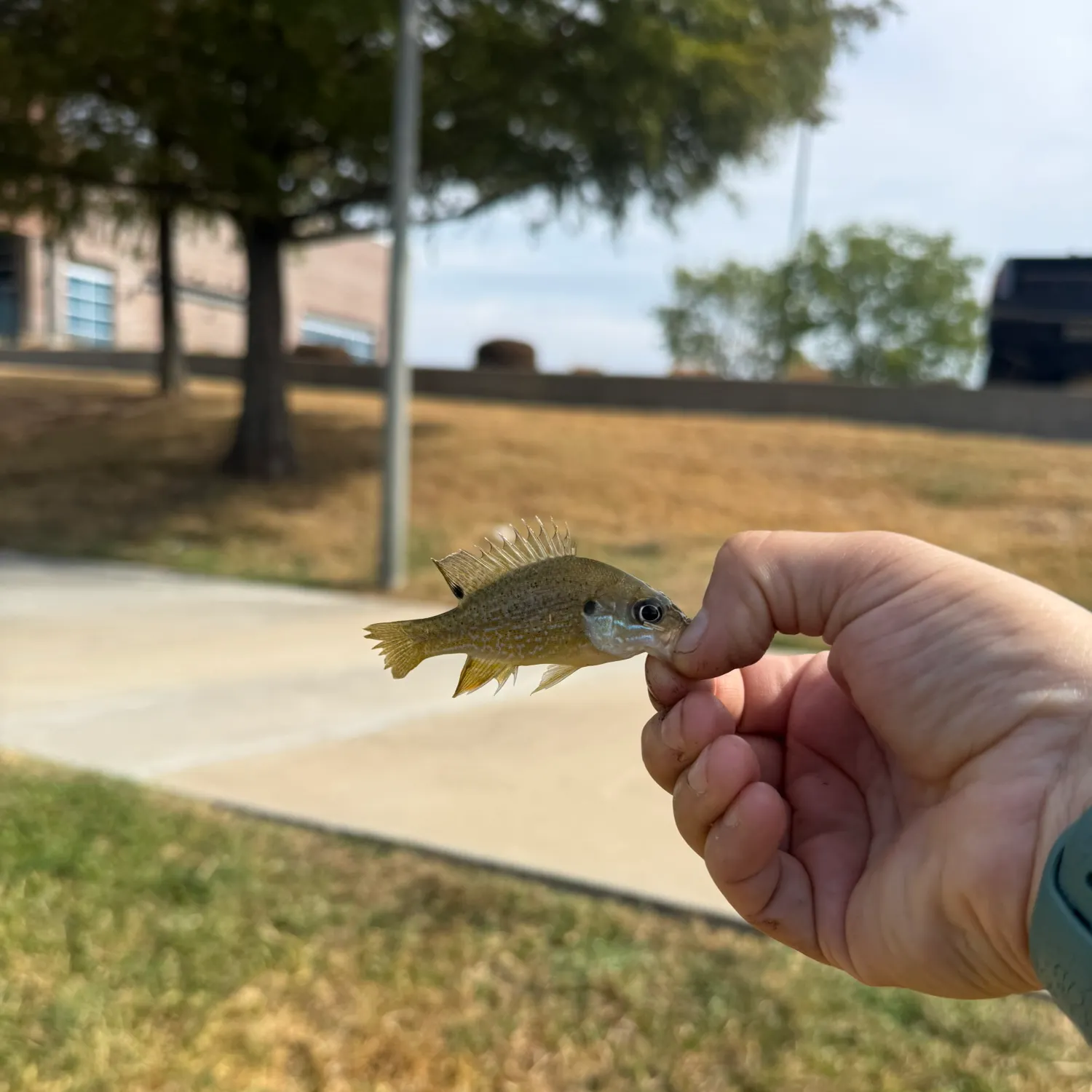 Green sunfish caught on Fishbrain