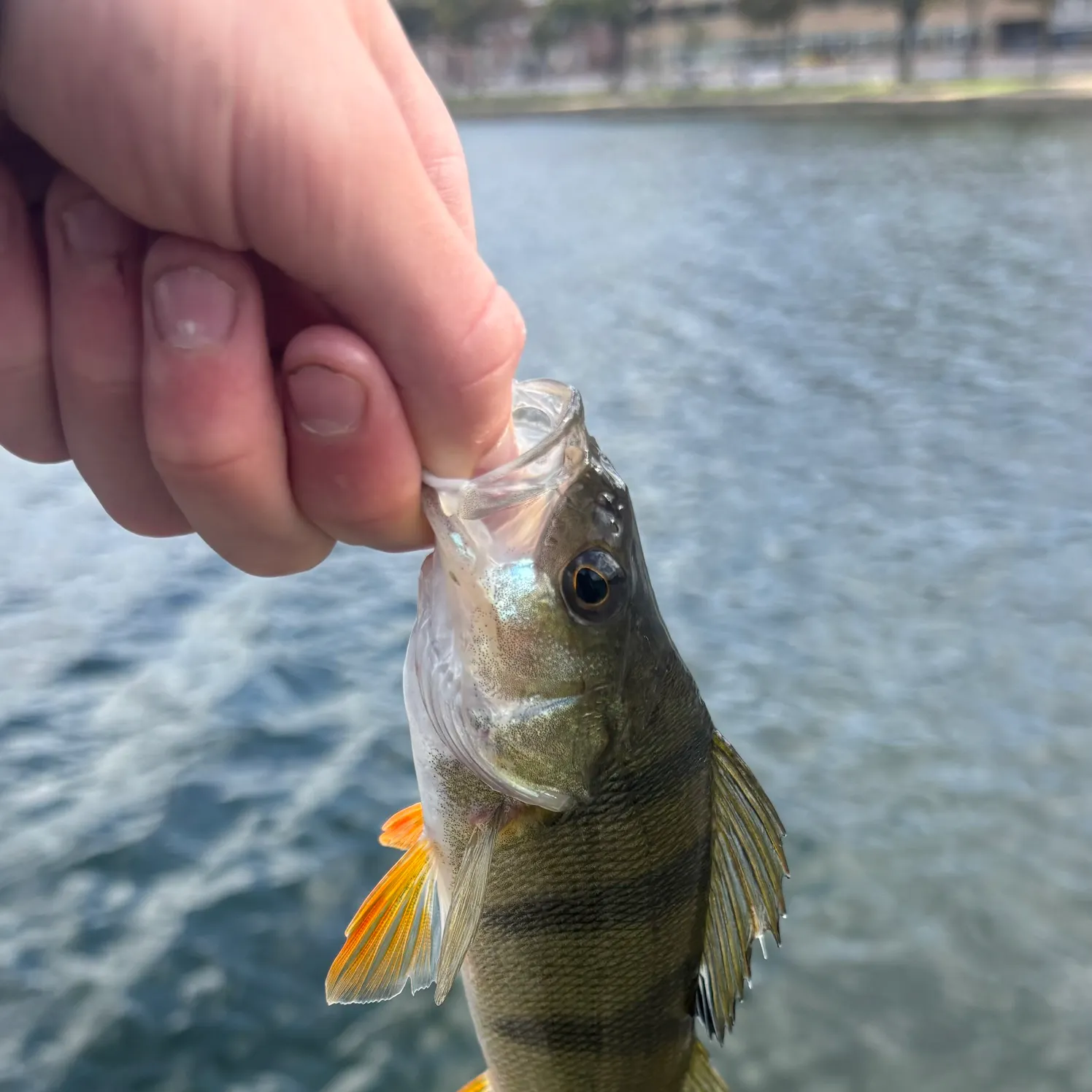 European perch caught on Fishbrain