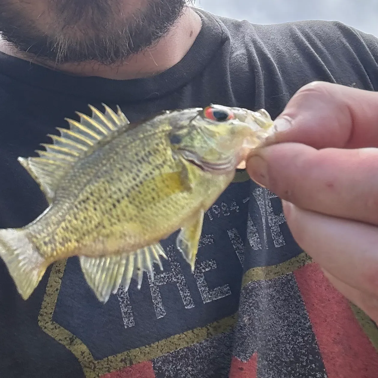 Rock bass caught on Fishbrain