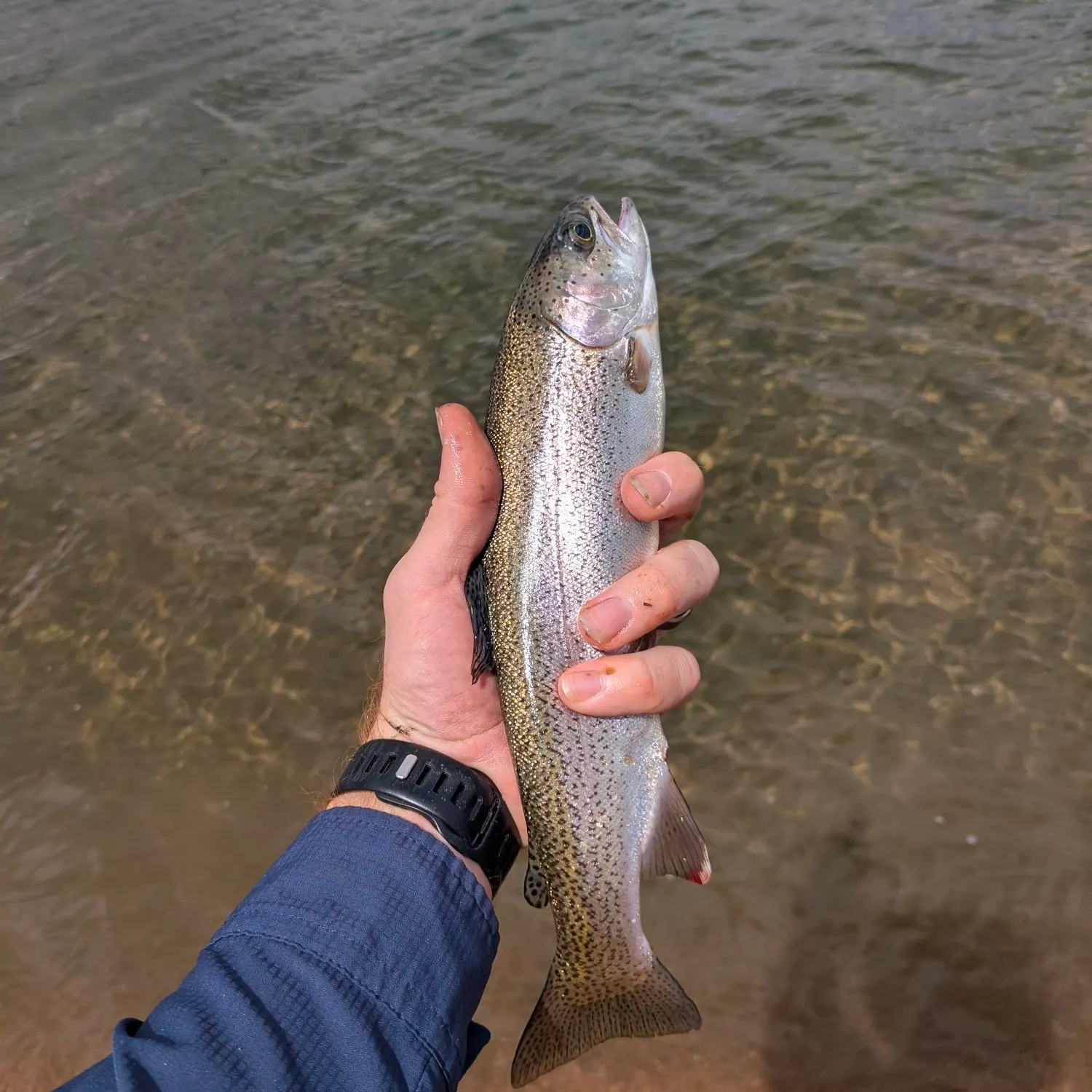 Rainbow trout caught on Fishbrain
