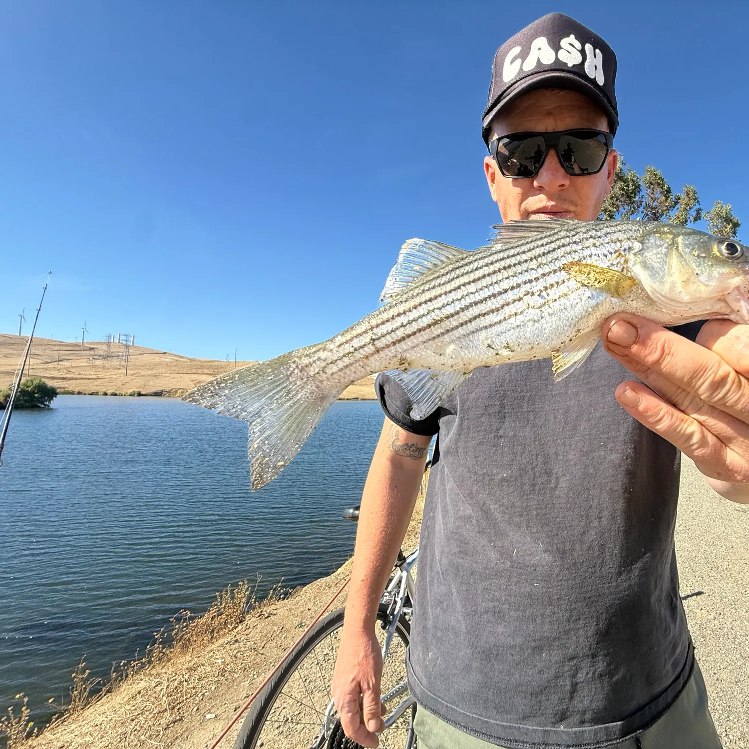 Striped bass caught on Fishbrain