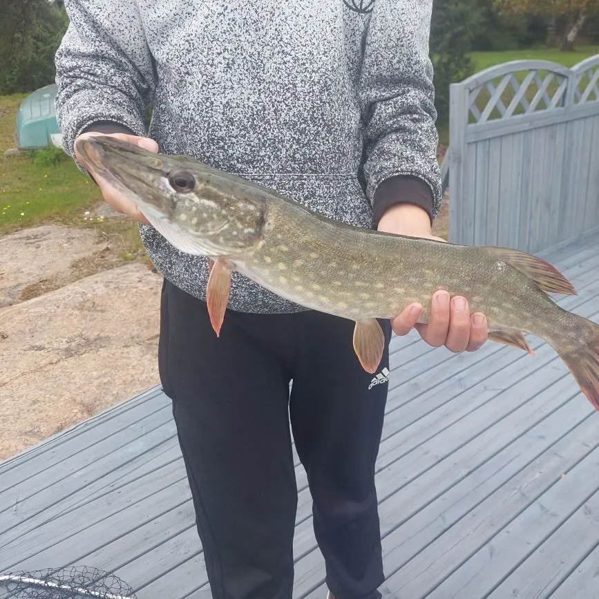 Northern pike caught on Fishbrain