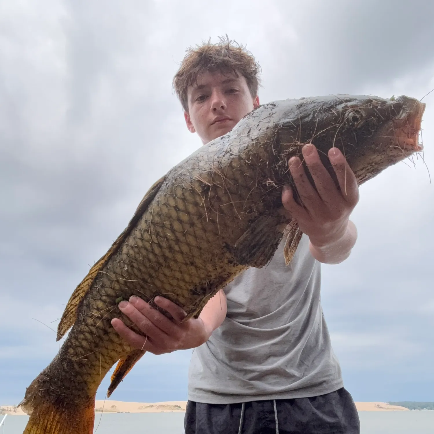Common carp caught on Fishbrain