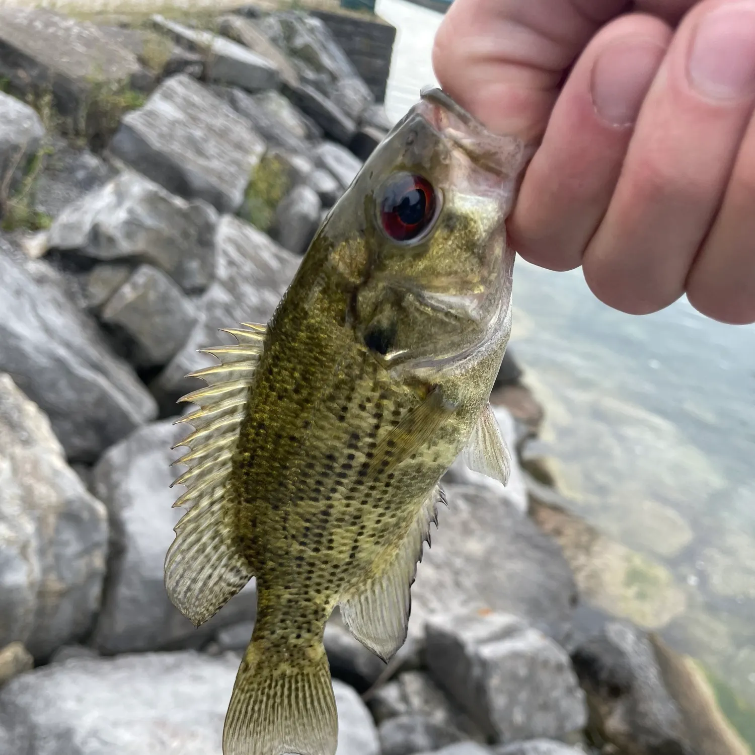 Rock bass caught on Fishbrain
