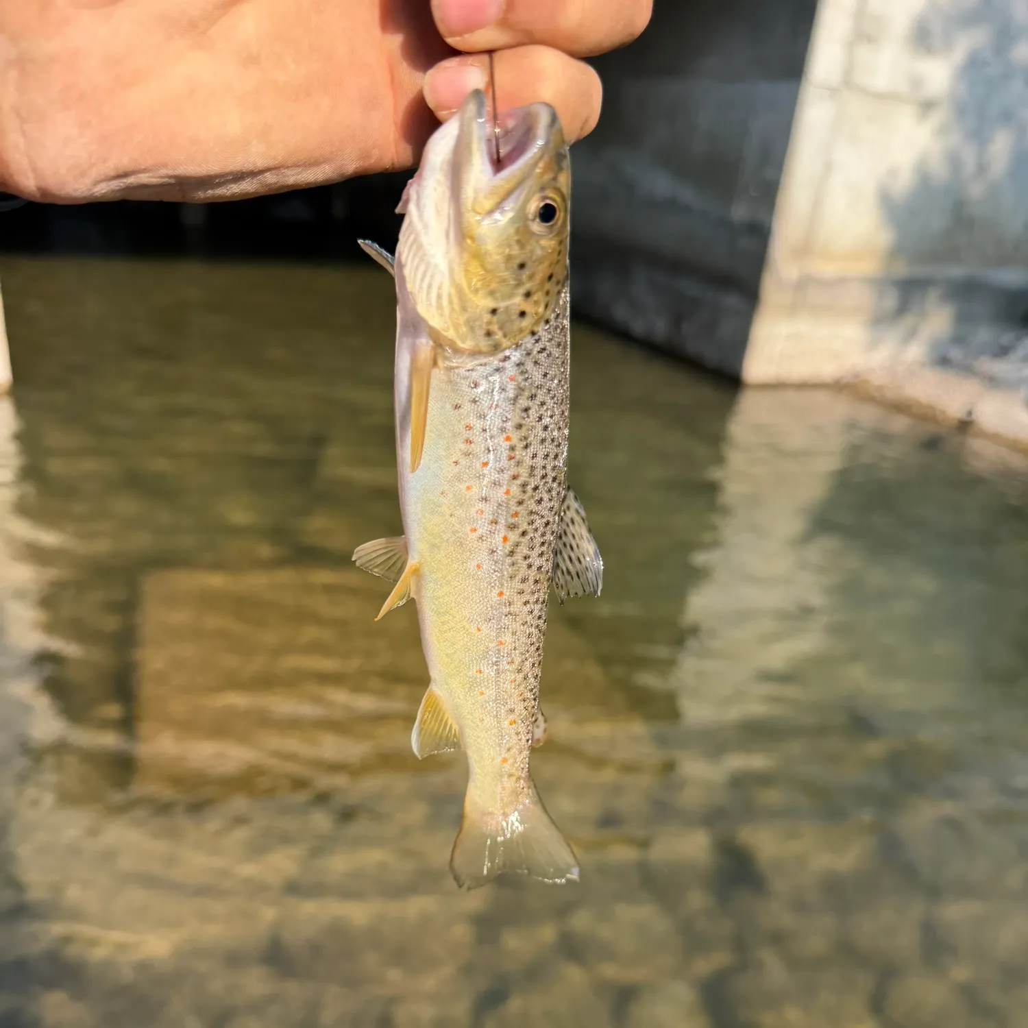 Brown trout caught on Fishbrain