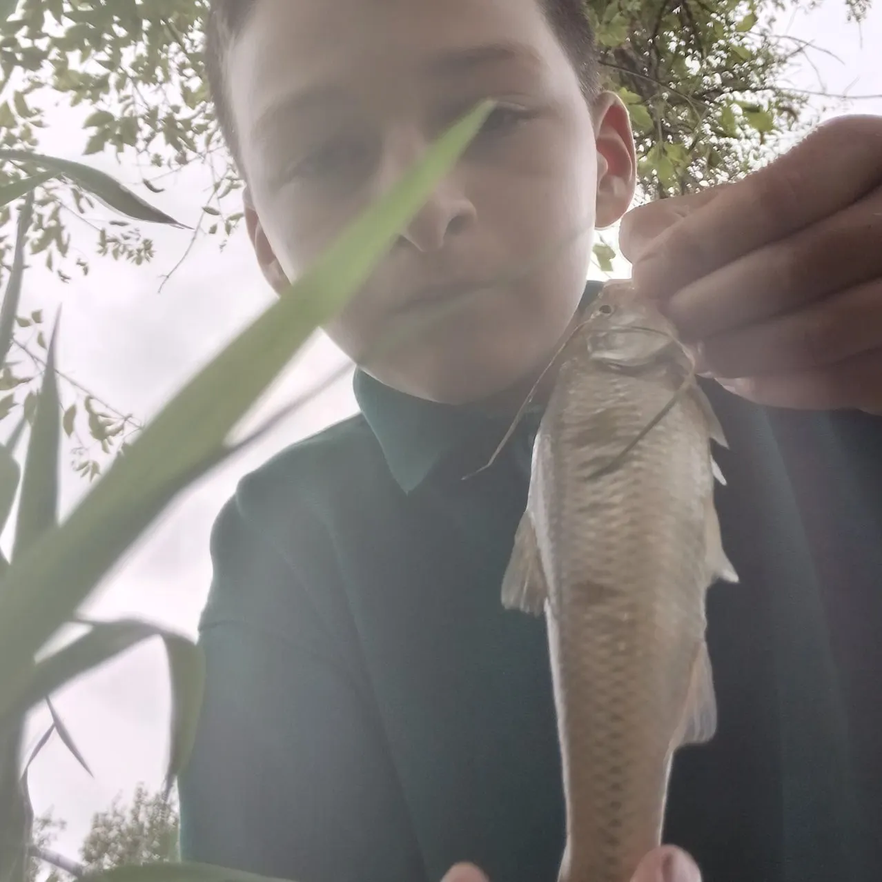 Common shiner caught on Fishbrain