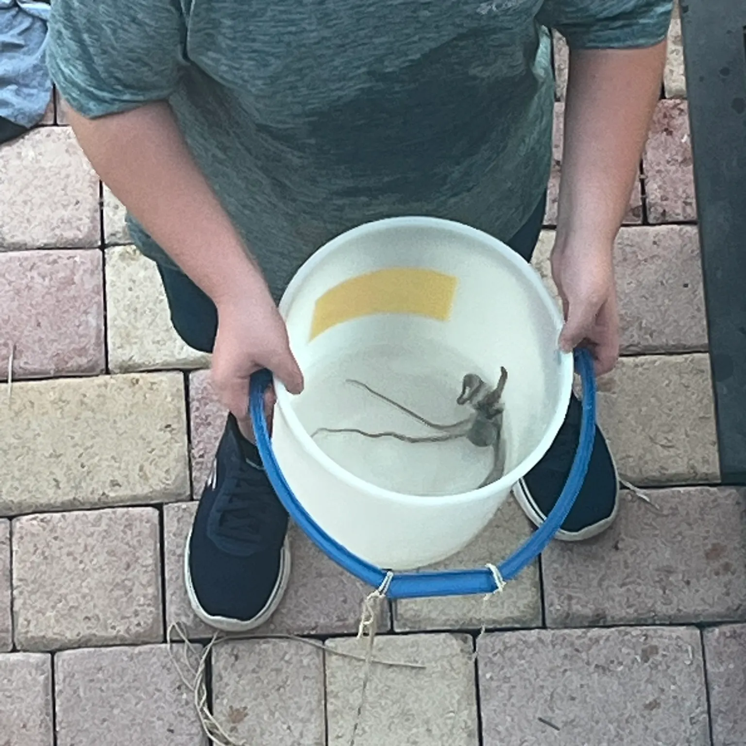 The most recent Caribbean reef octopus catches on Fishbrain