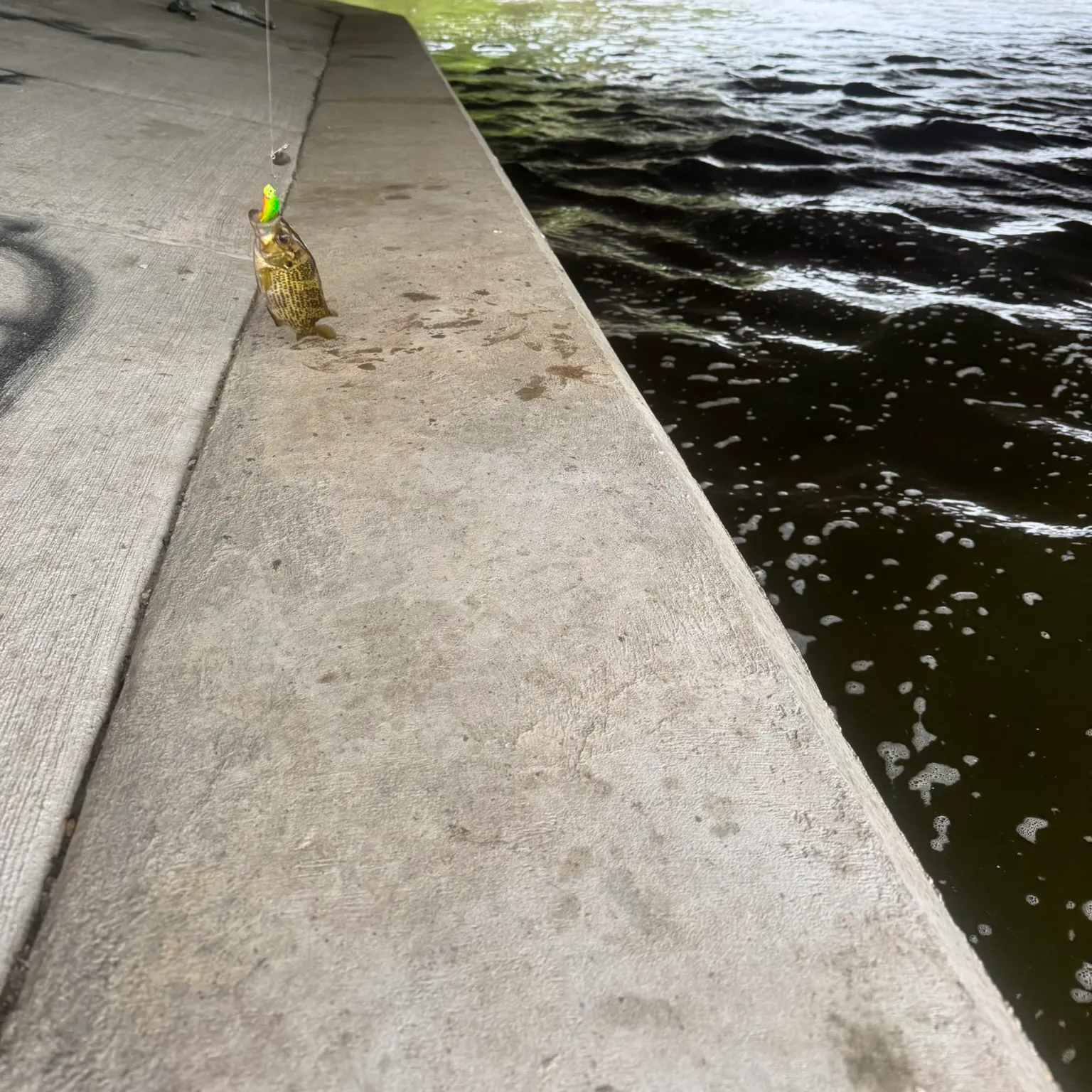 The most recent Rock bass catches on Fishbrain