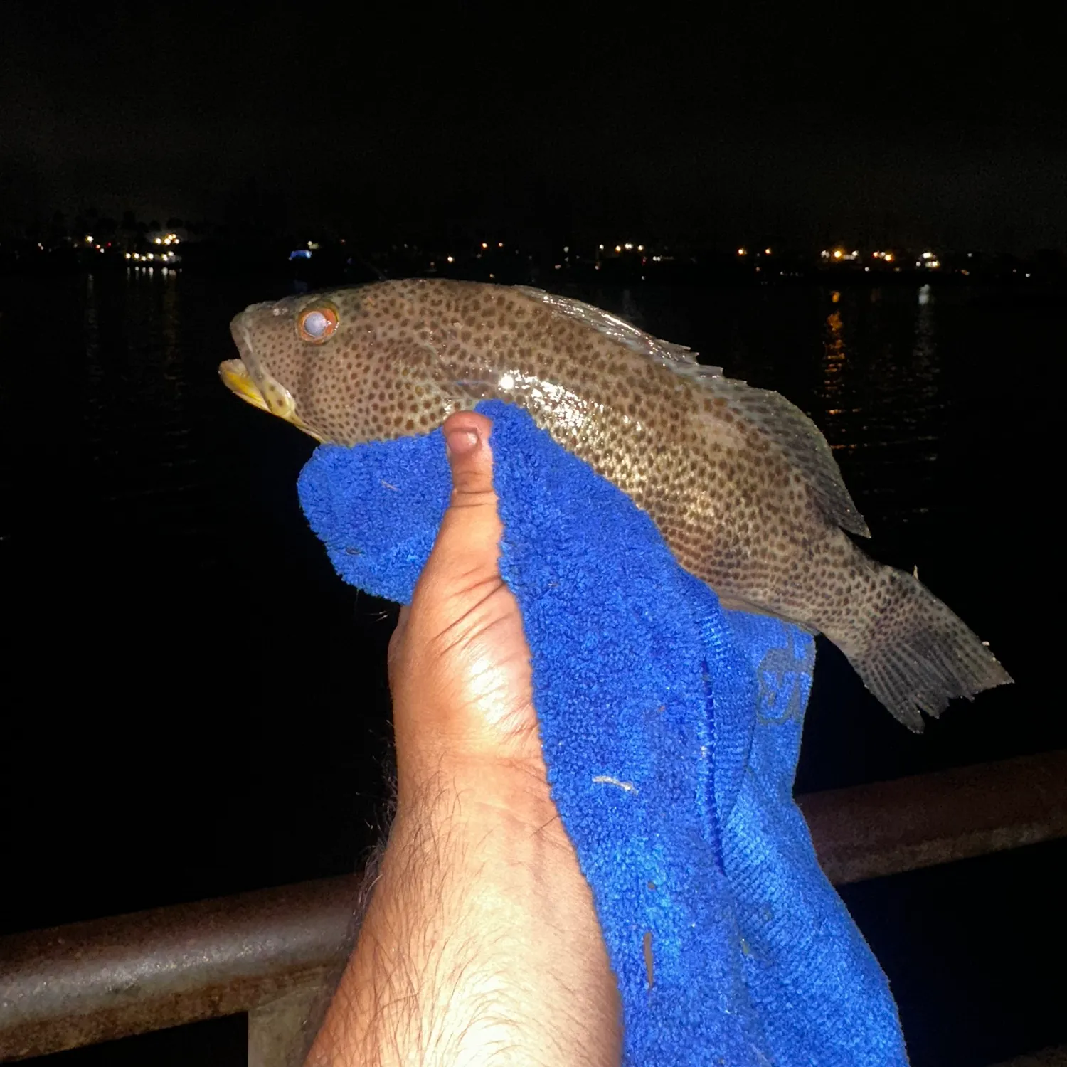 Spotted sand bass caught on Fishbrain