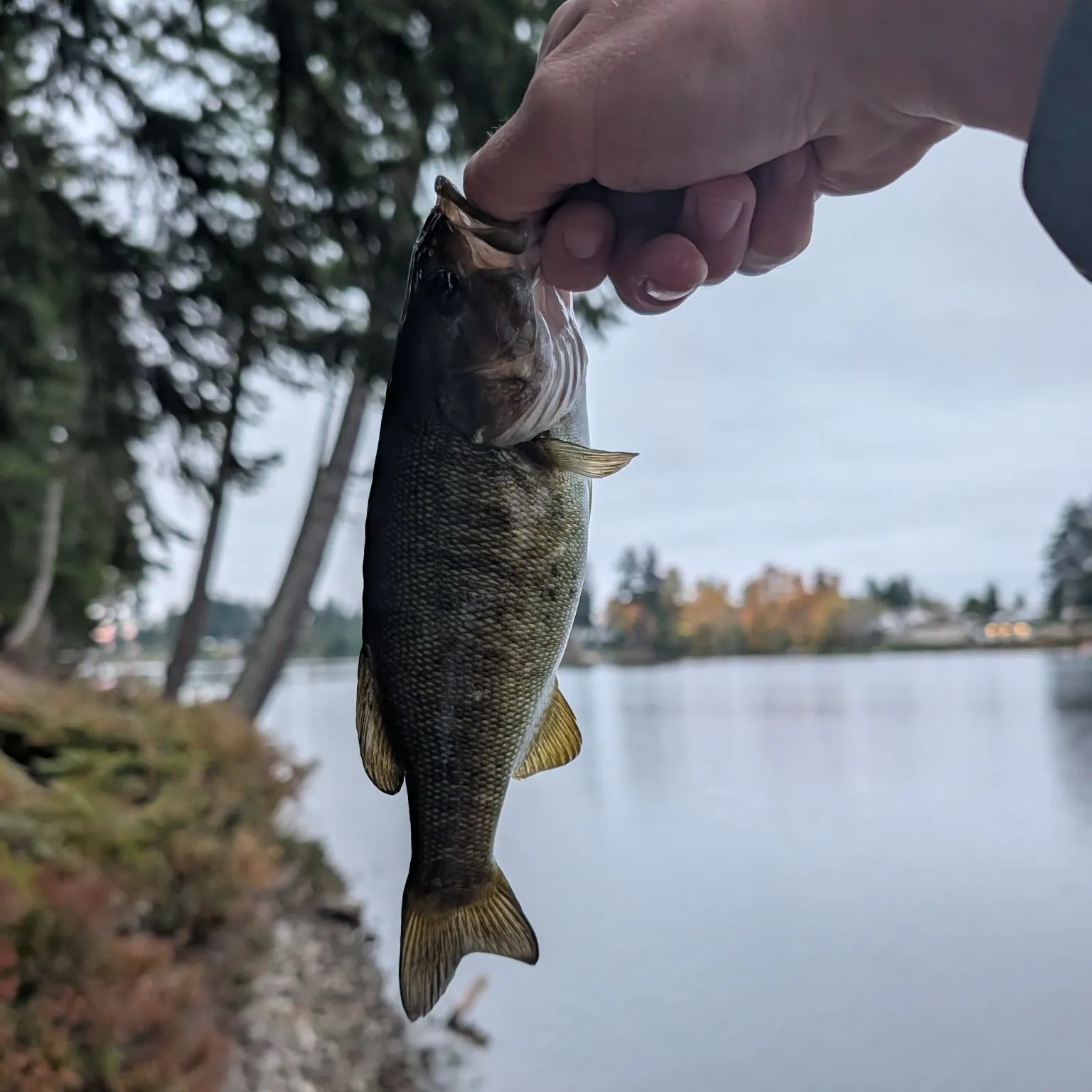 Smallmouth bass caught on Fishbrain