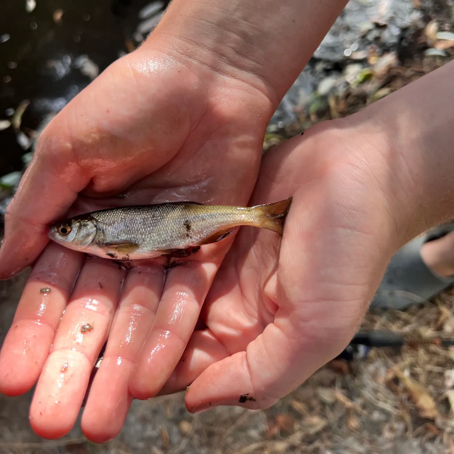 The most recent California roach catches on Fishbrain