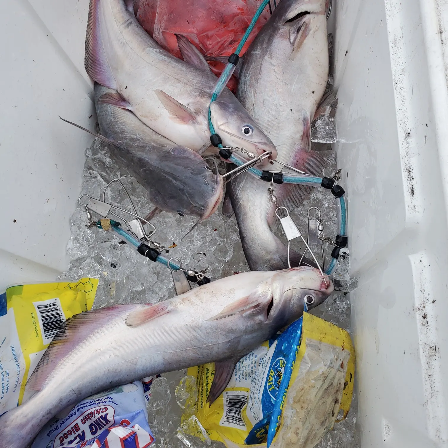 angler catch