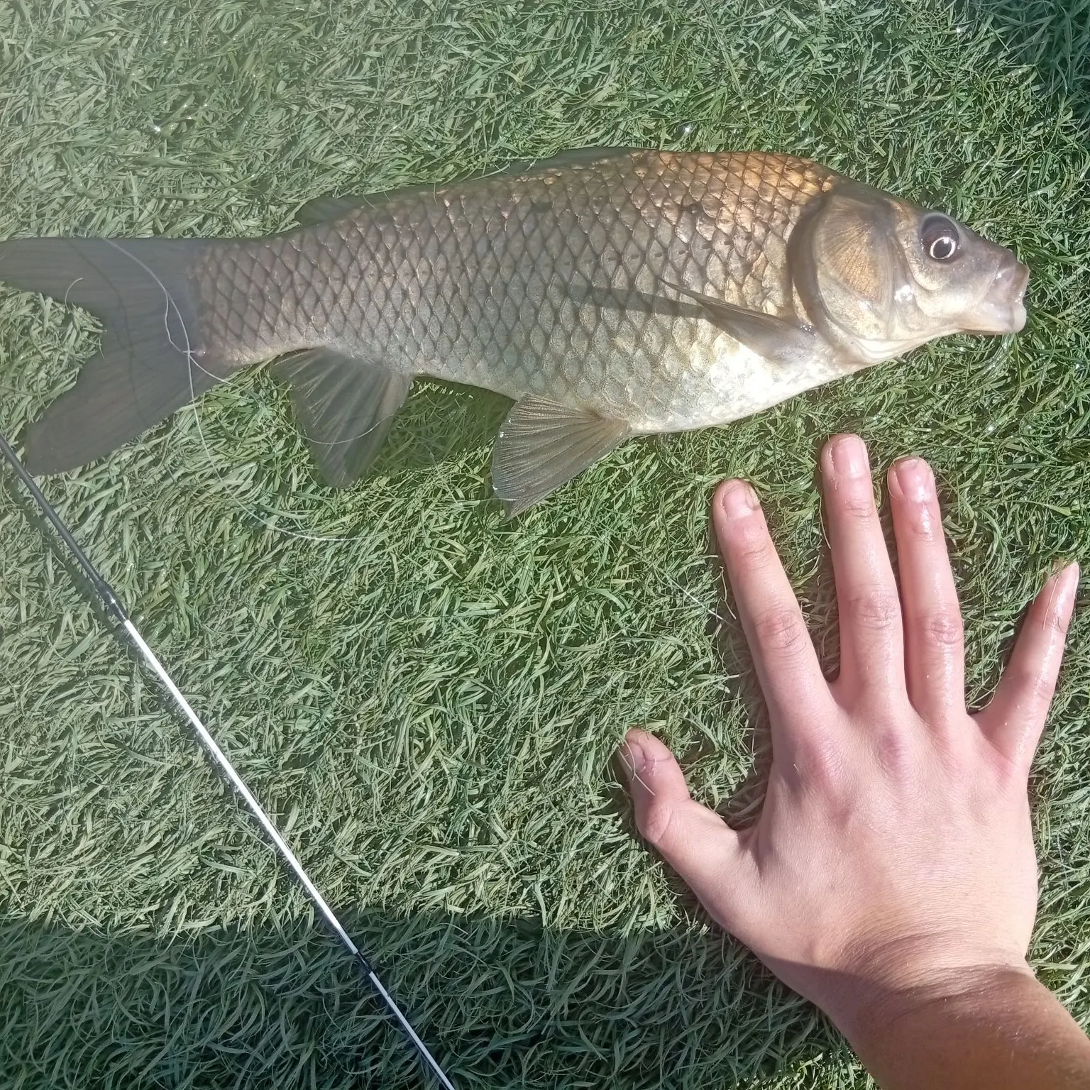 Common carp caught on Fishbrain