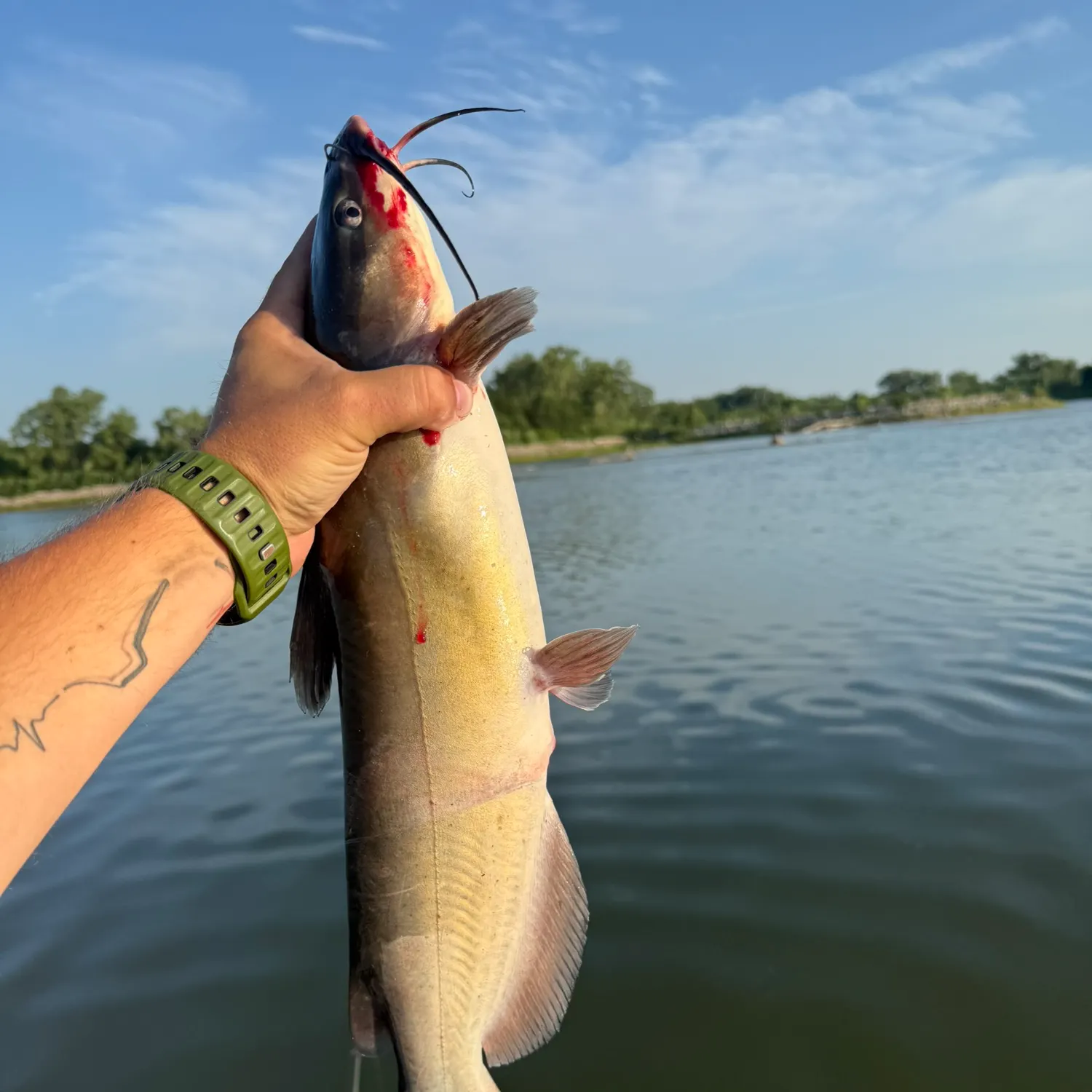 recently logged catches