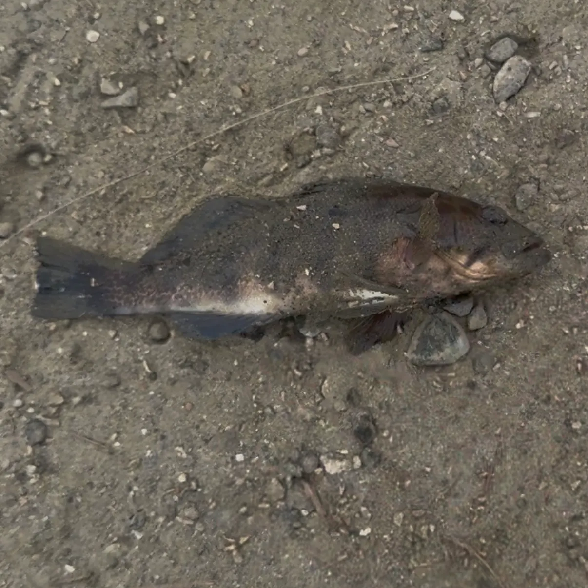 Spotted sand bass caught on Fishbrain