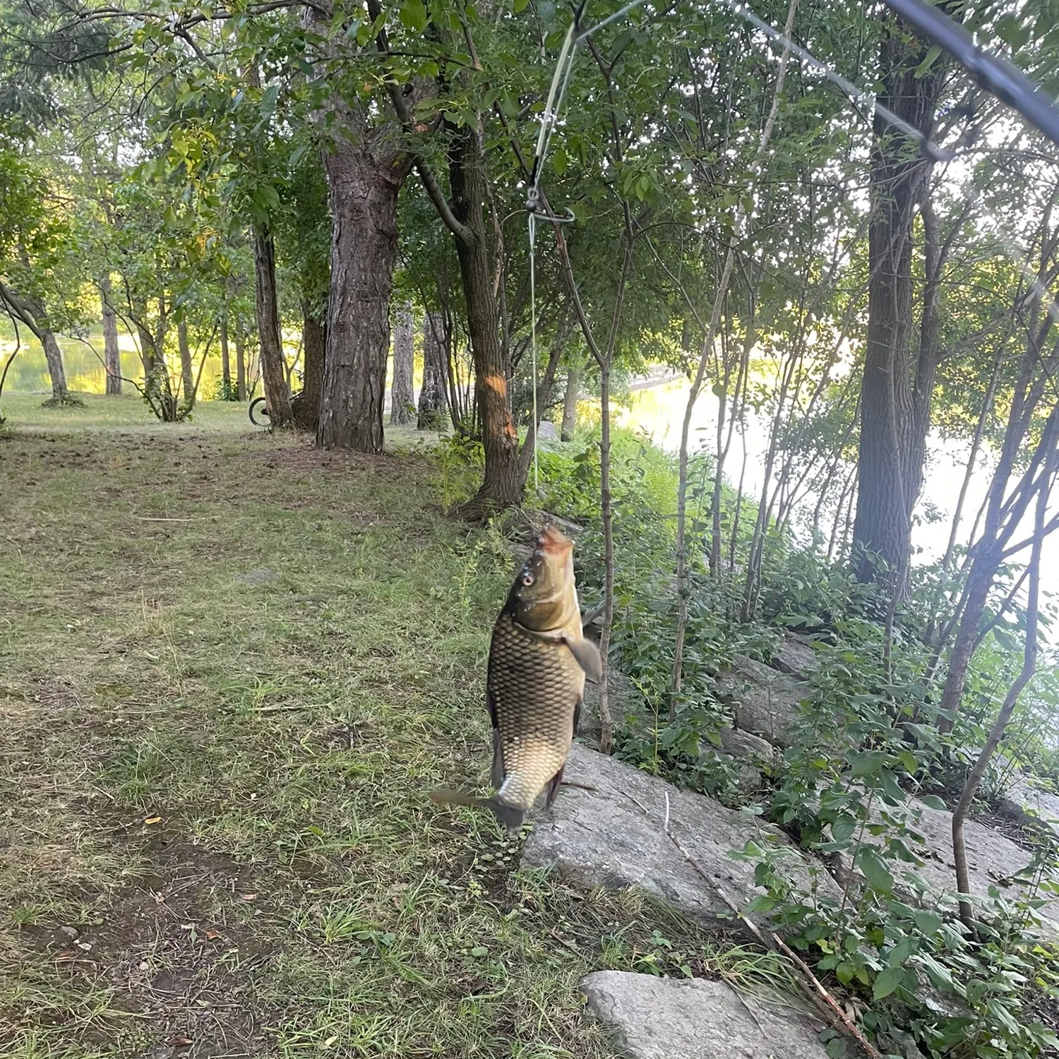Common carp caught on Fishbrain