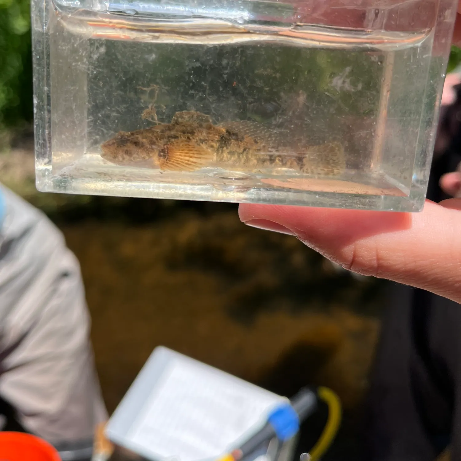 The most recent Mottled sculpin catches on Fishbrain