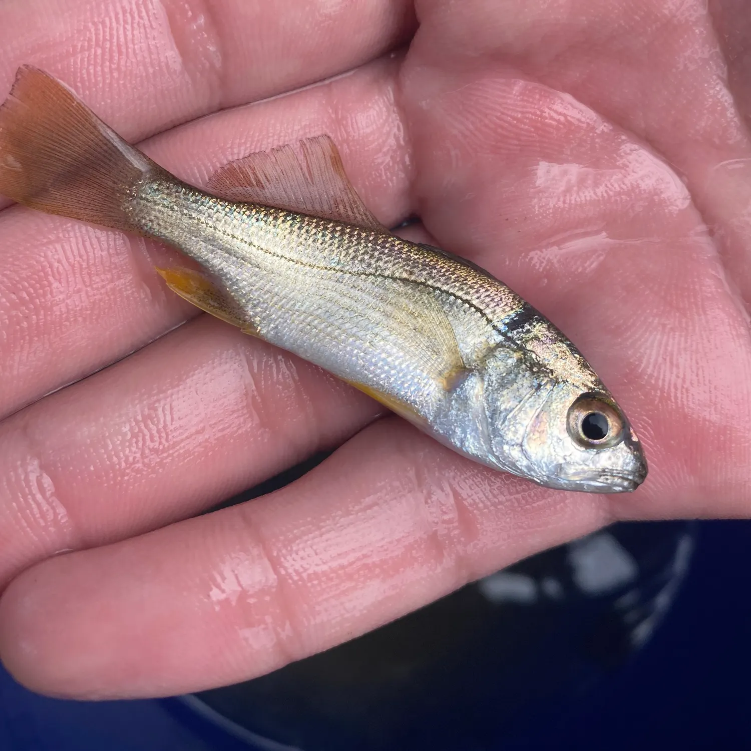 Common snook caught on Fishbrain