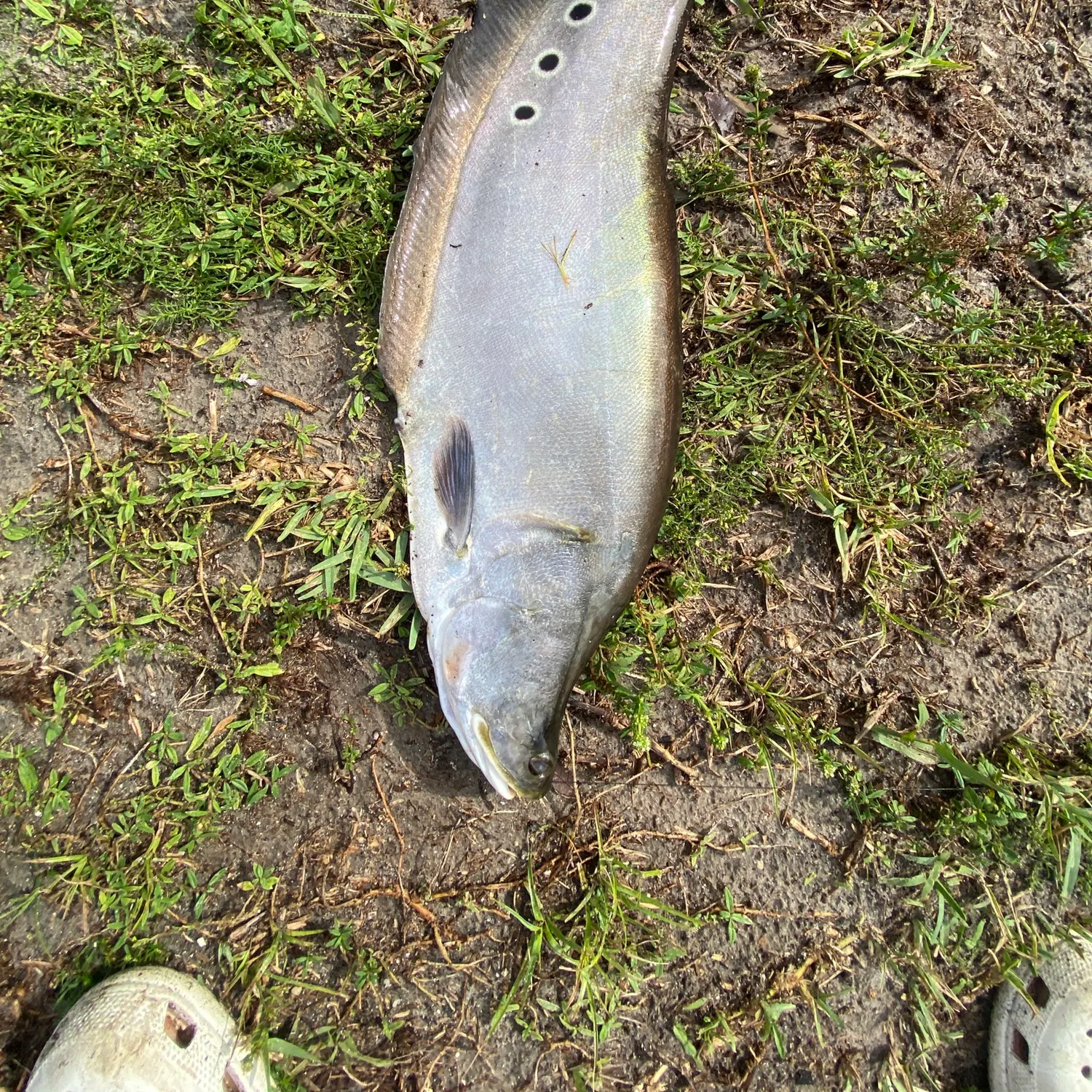 The most recent Clown knifefish catches on Fishbrain