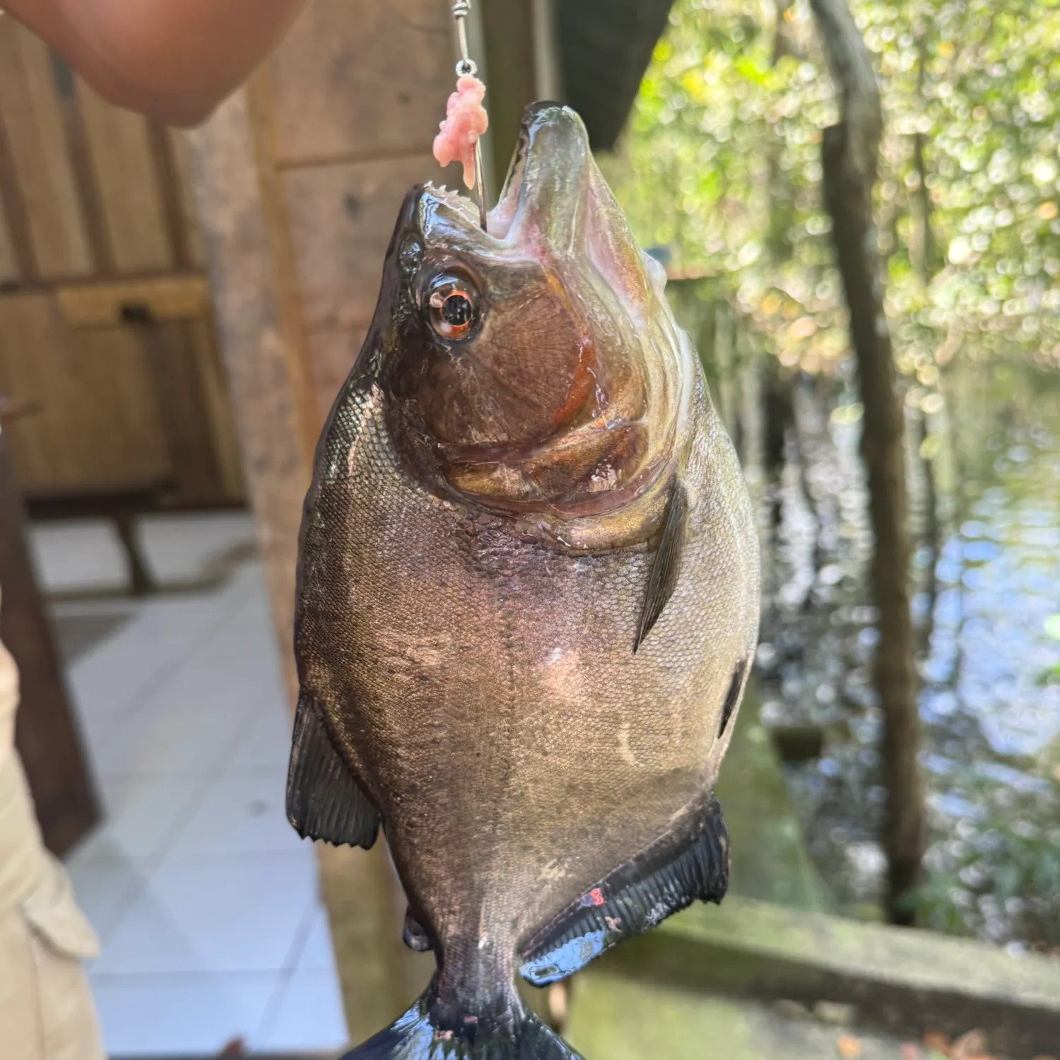The most recent Redeye piranha catches on Fishbrain