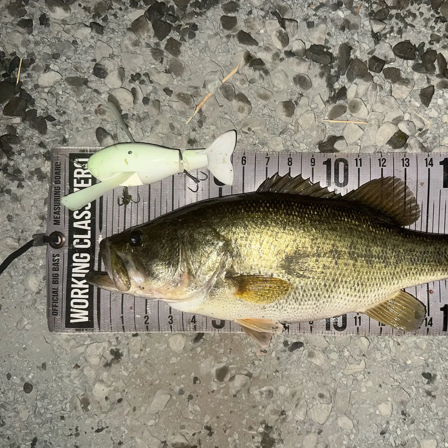 Largemouth bass caught on Fishbrain