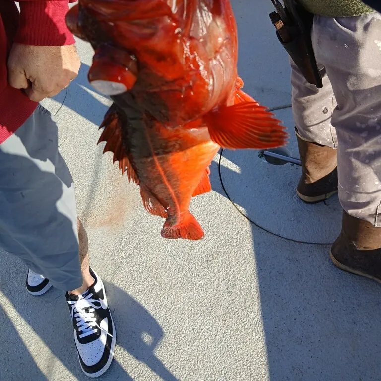 The most recent Quillback rockfish catches on Fishbrain