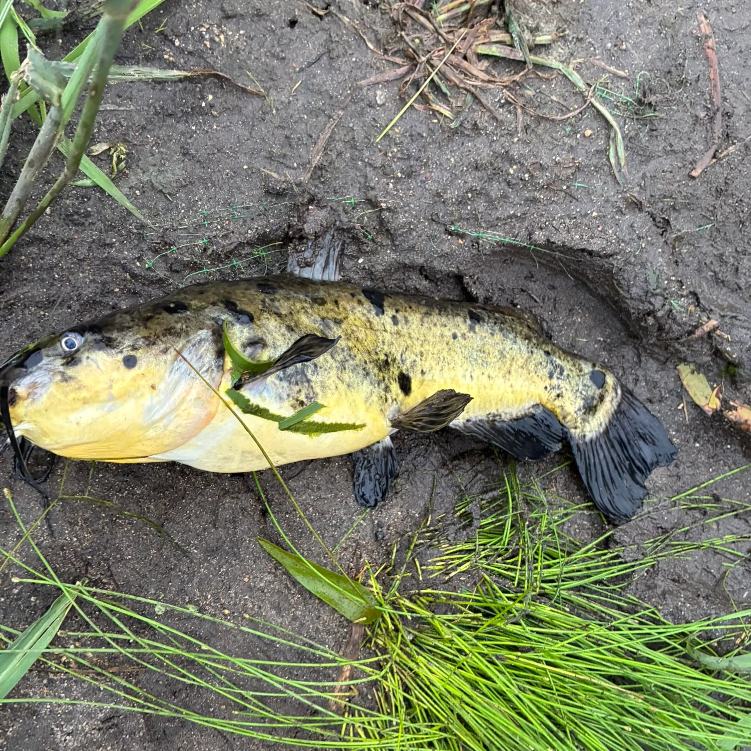 Yellow bullhead caught on Fishbrain