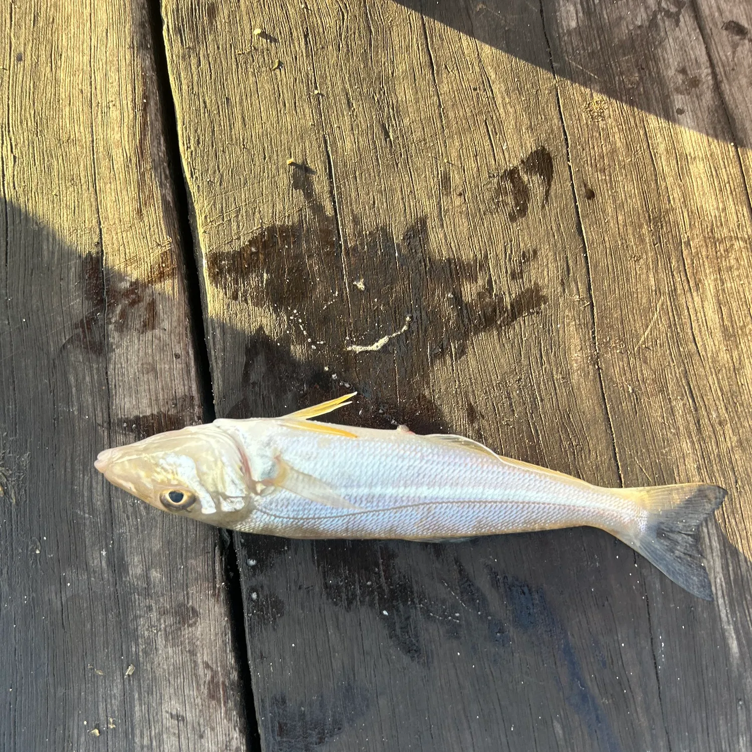 Yellowfin sillago caught on Fishbrain