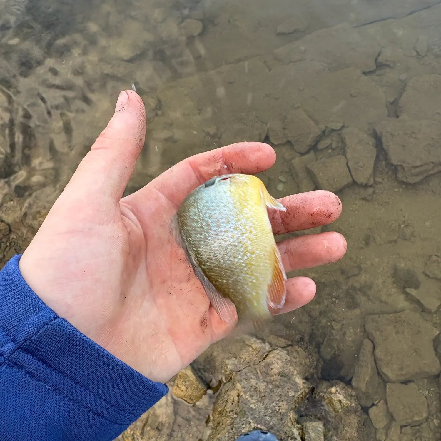 Bluegill caught on Fishbrain