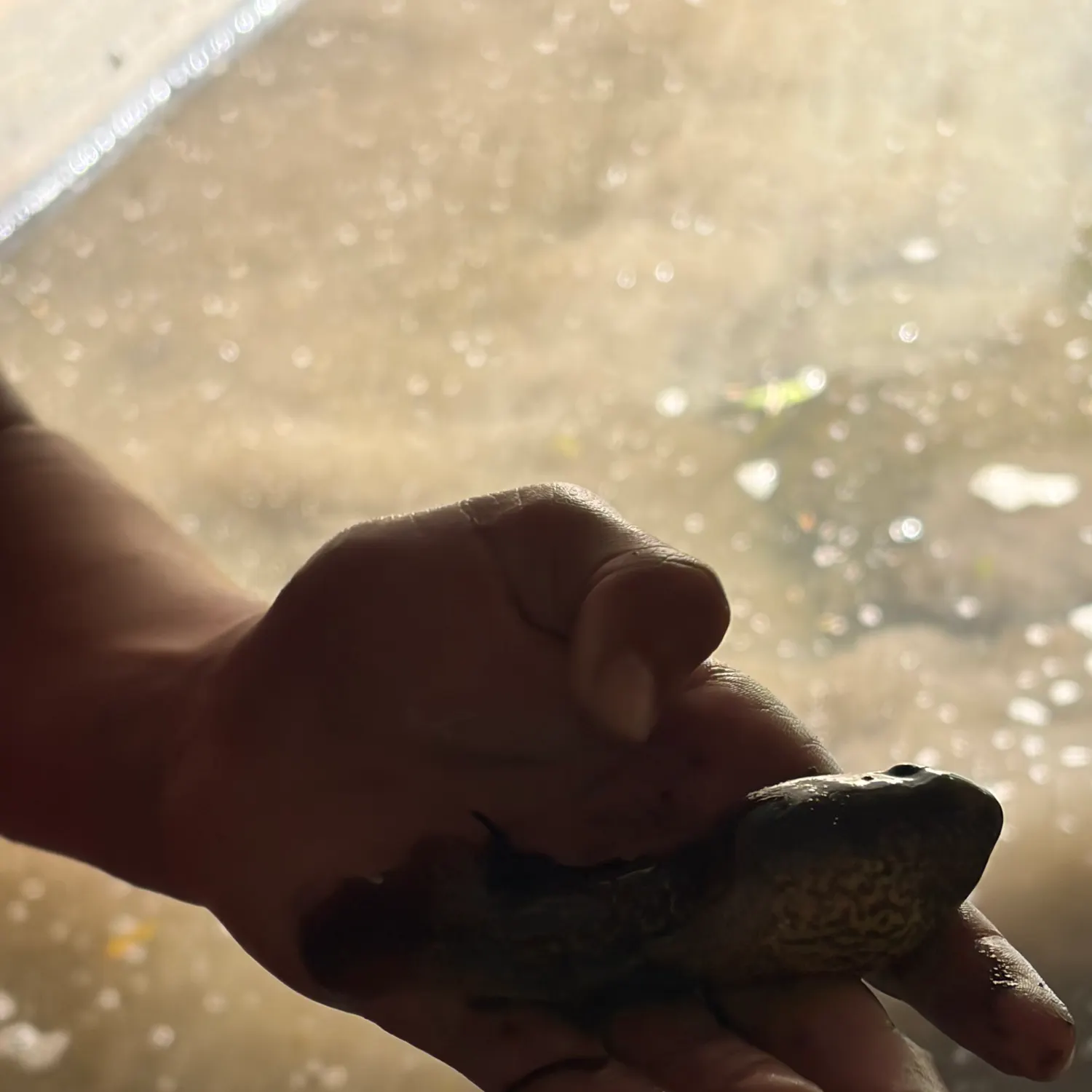 The most recent Tadpole whiptail catches on Fishbrain