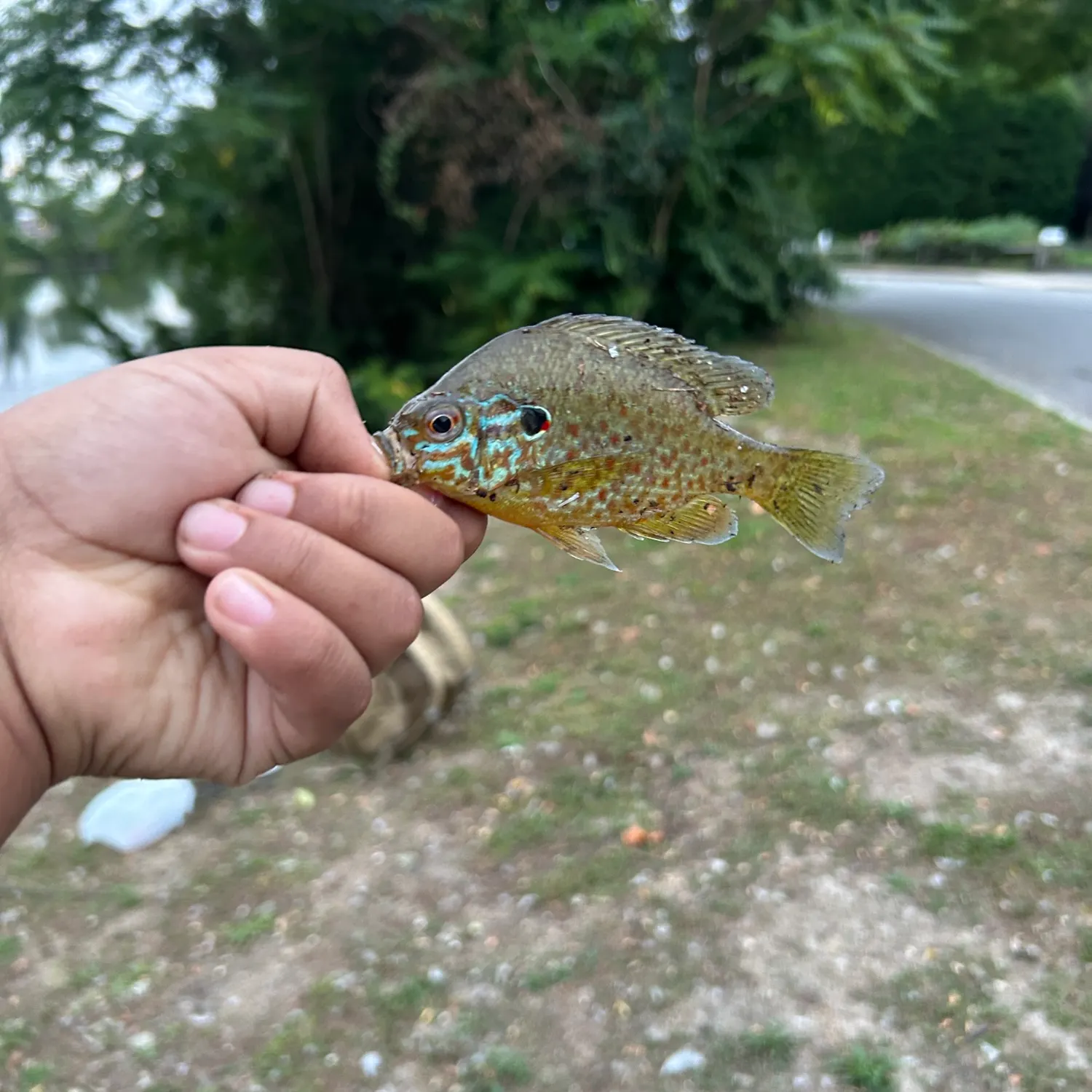 Pumpkinseed caught on Fishbrain