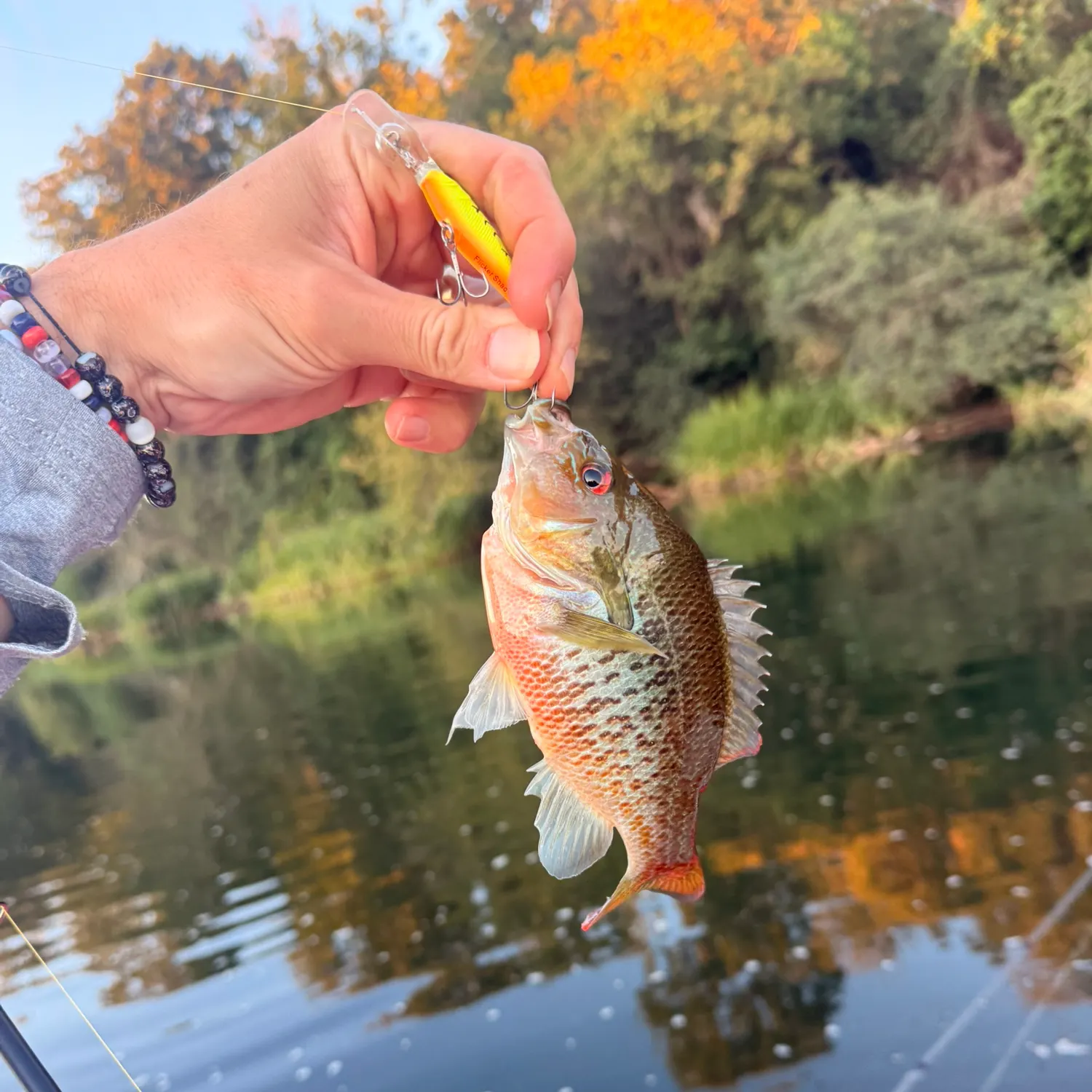Redbreast sunfish caught on Fishbrain