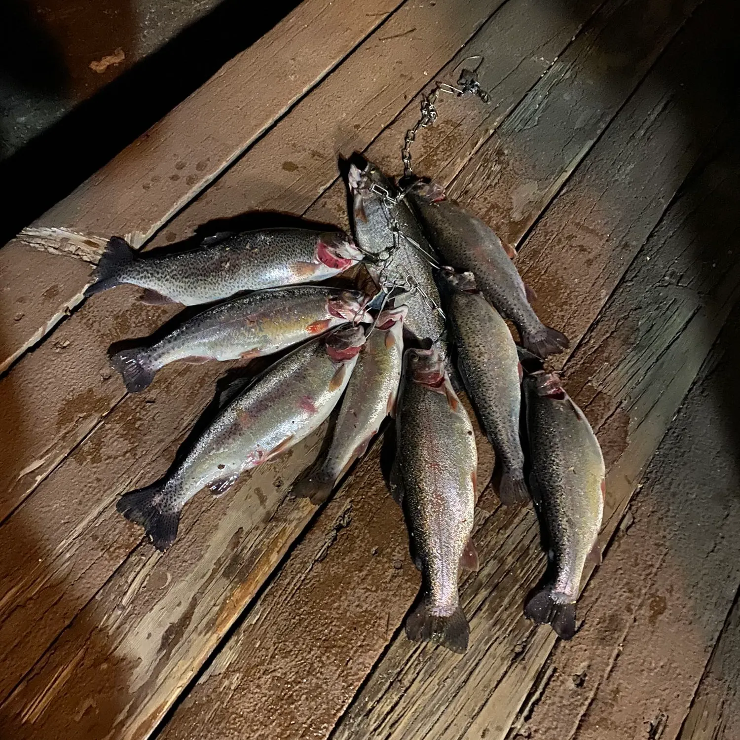 recently logged catches