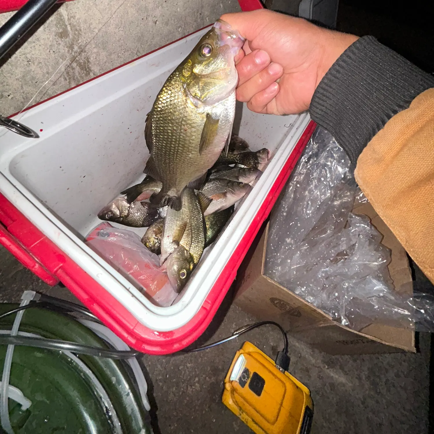 catch