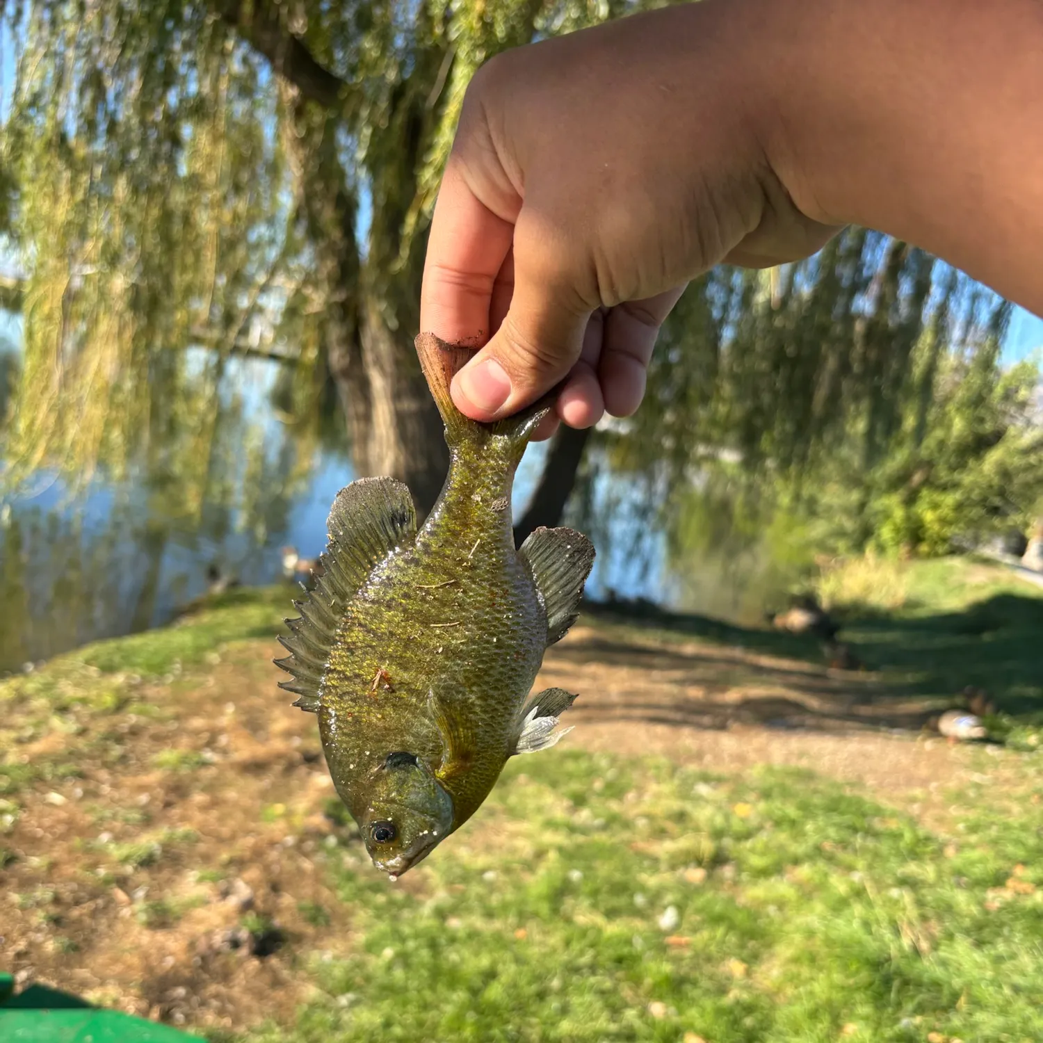 Bluegill caught on Fishbrain