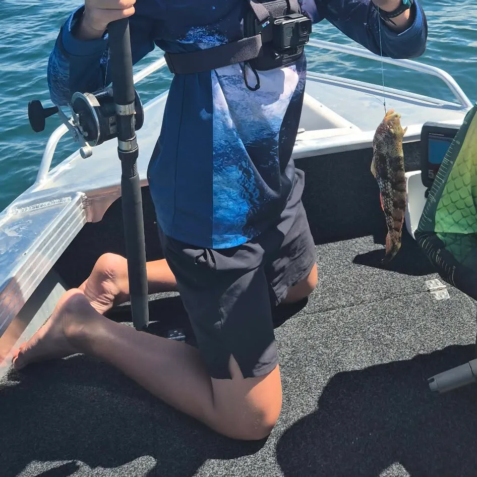 The most recent Brownspotted wrasse catches on Fishbrain