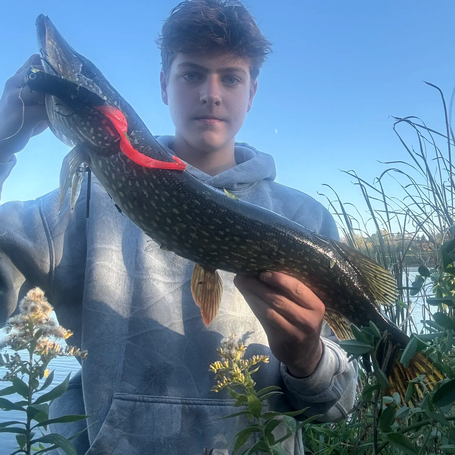 Northern pike caught on Fishbrain