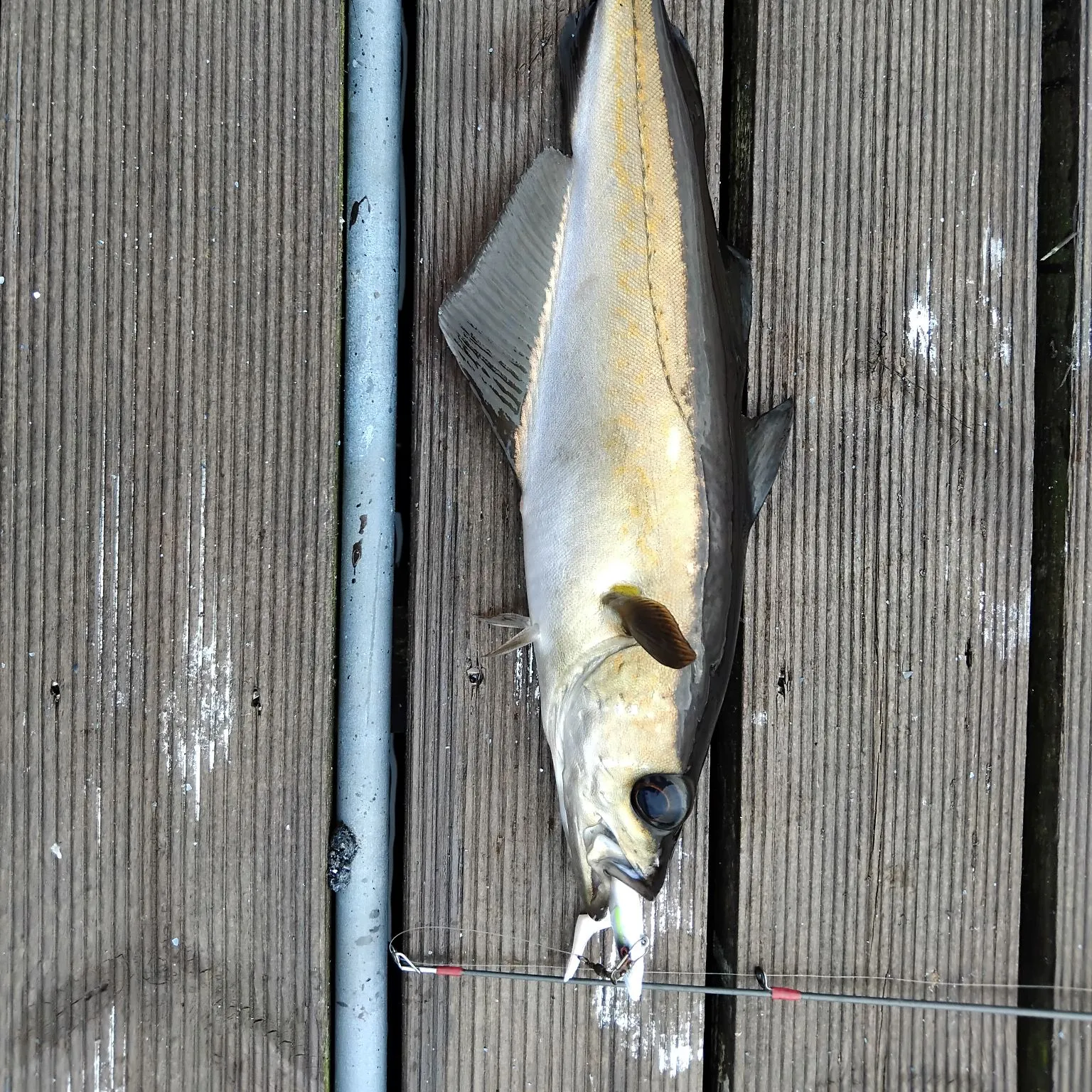 Pollack caught on Fishbrain