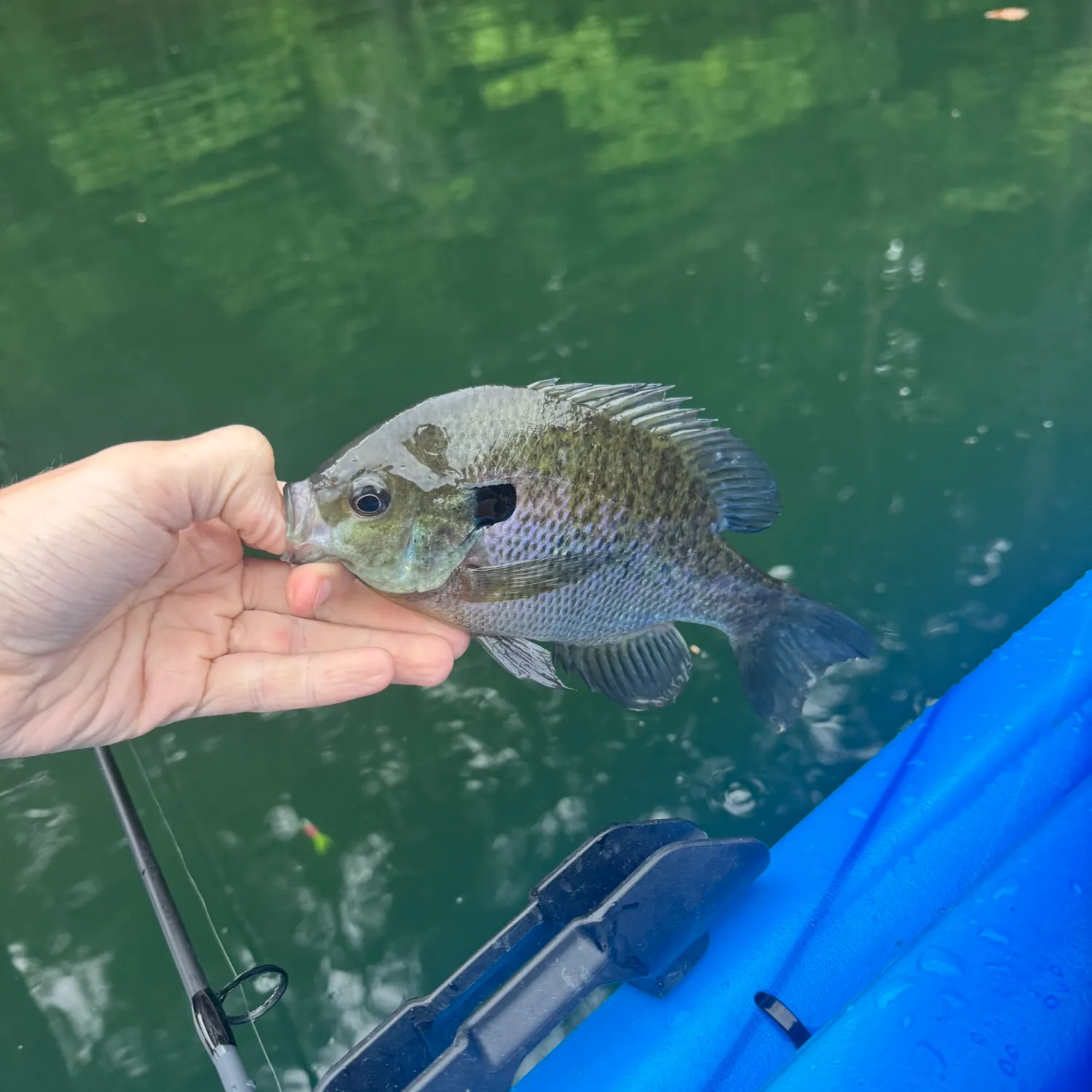 Bluegill caught on Fishbrain