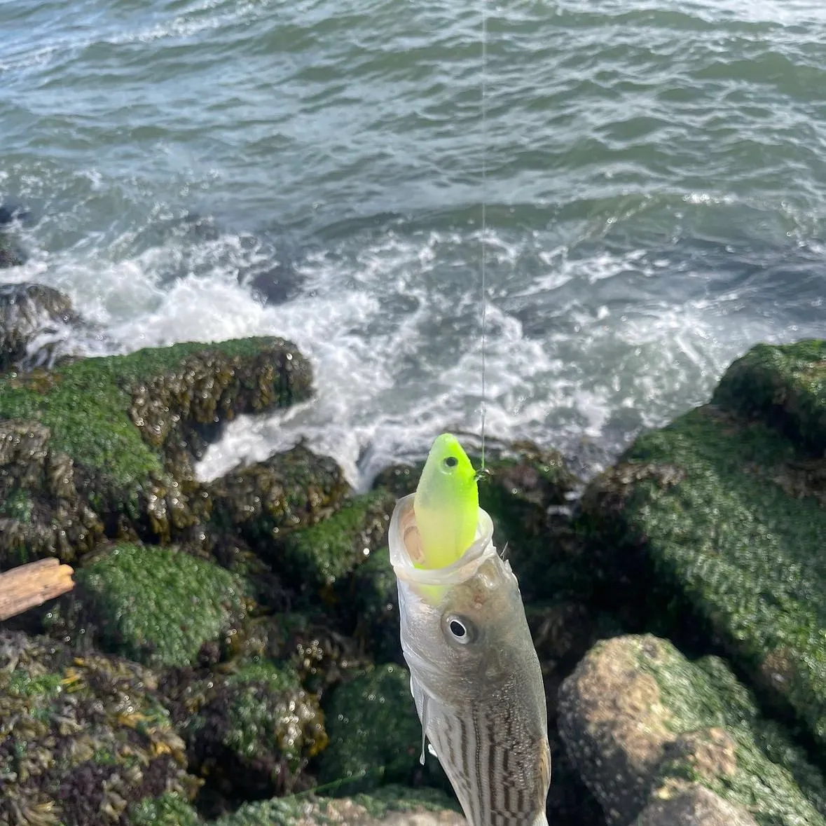 Striped bass caught on Fishbrain